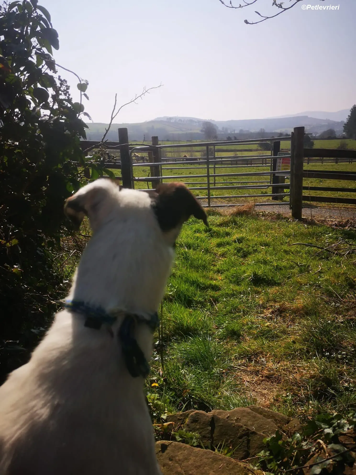 Lexi adozione levrieri greyhound 17