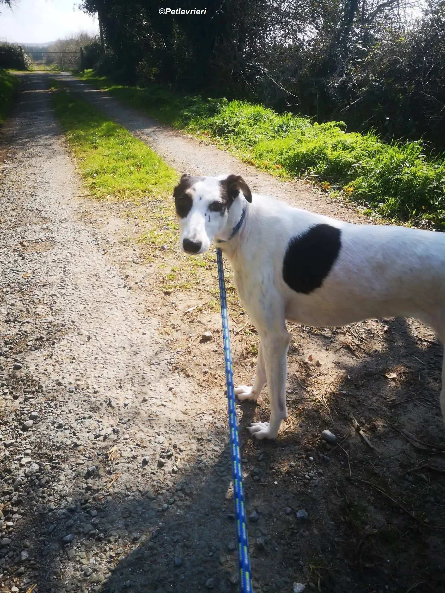 Lexi adozione levrieri greyhound 18