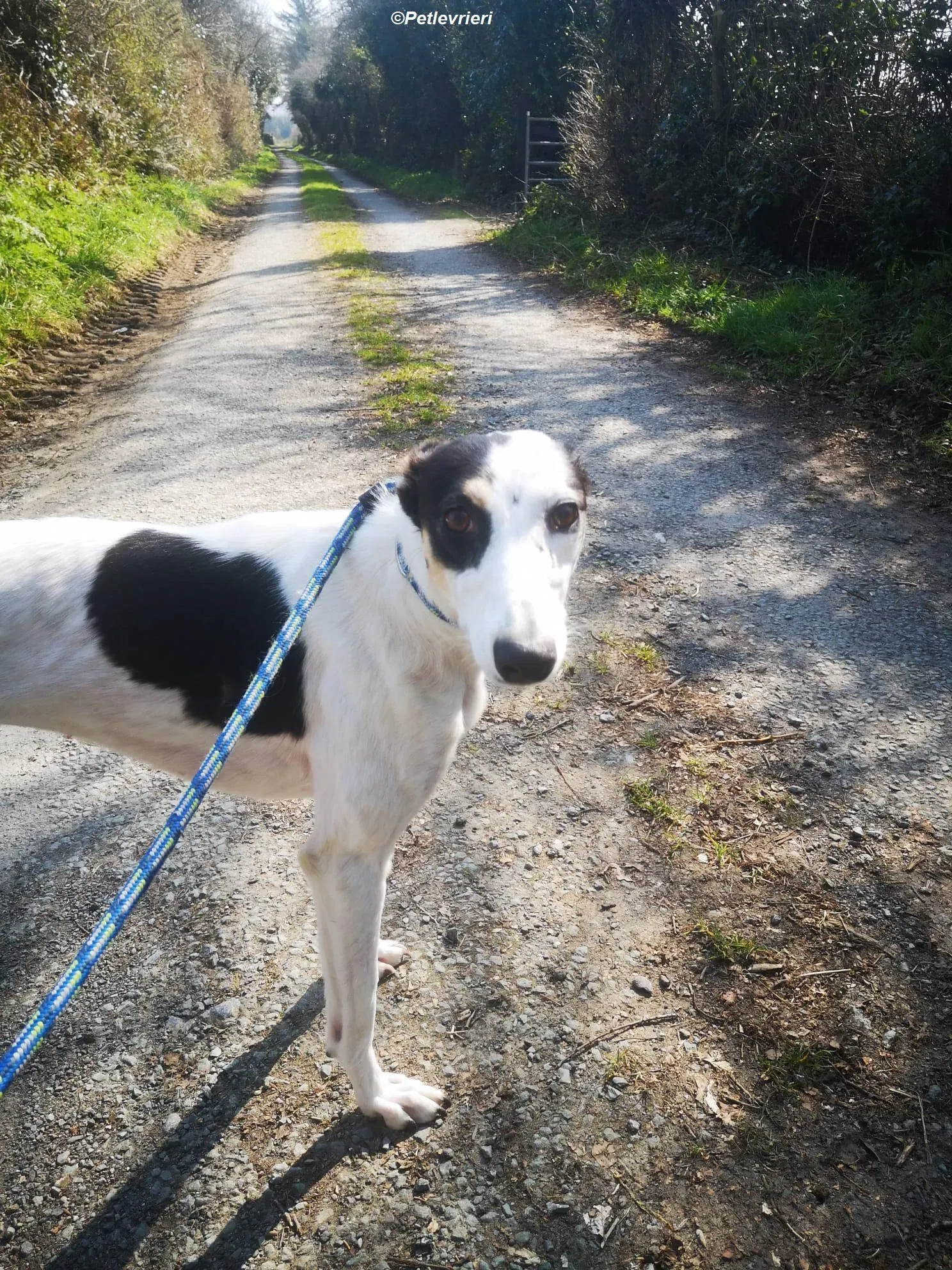 Lexi adozione levrieri greyhound 19