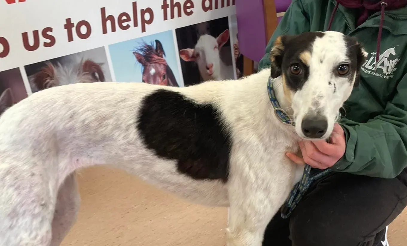 Lexi adozione levrieri greyhound 3 e1646848505292