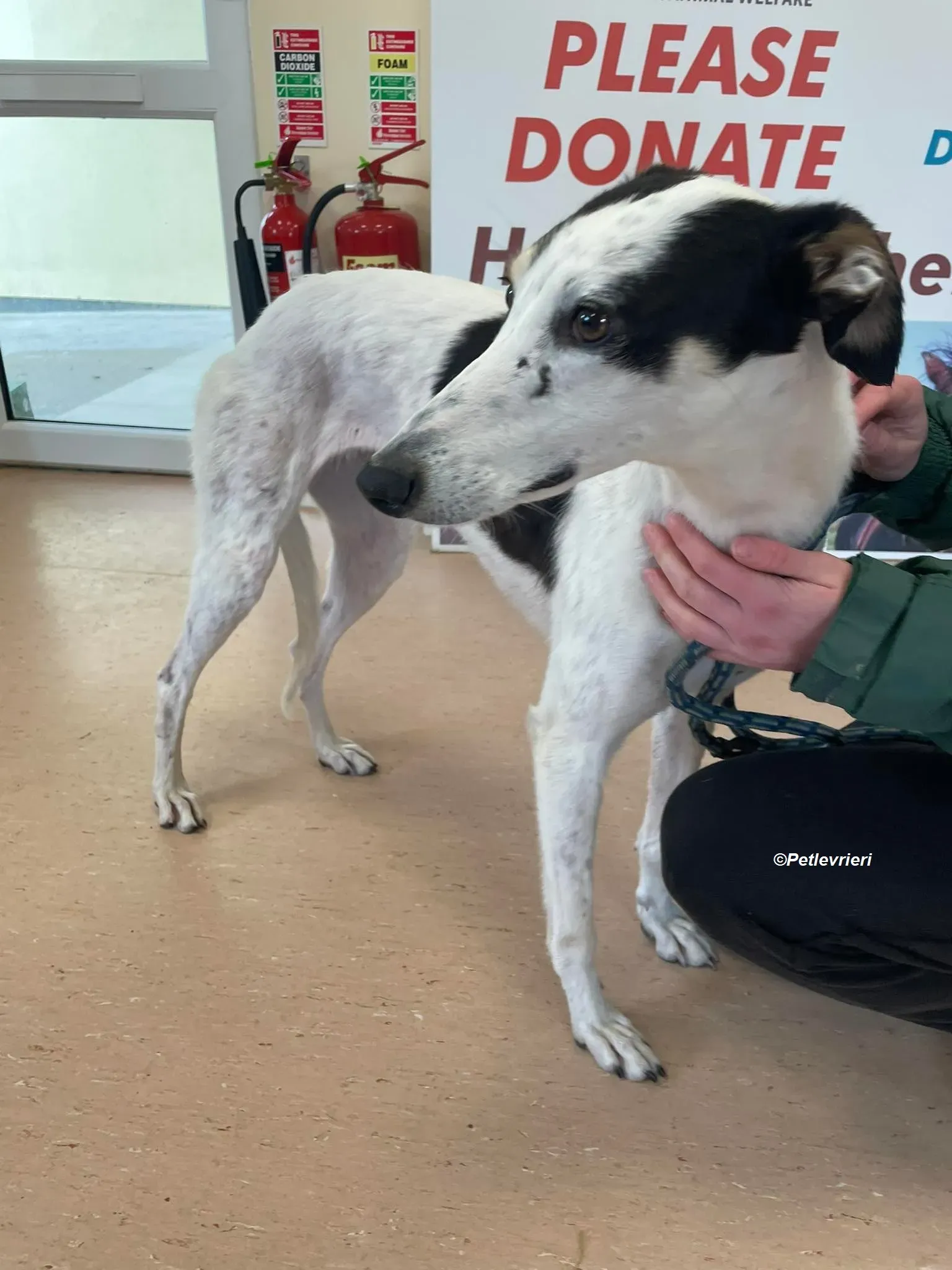 Lexi adozione levrieri greyhound 4