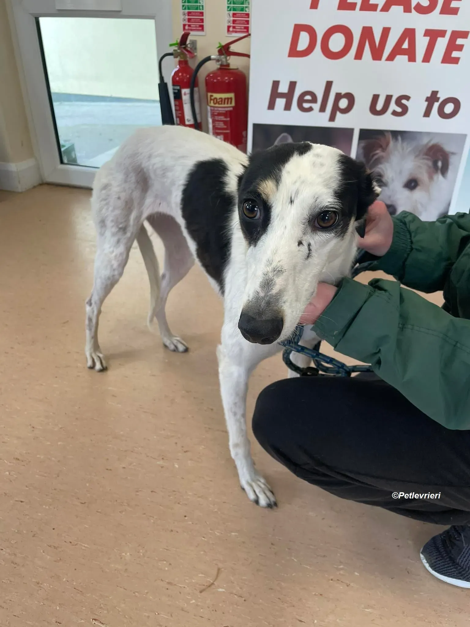 Lexi adozione levrieri greyhound 5