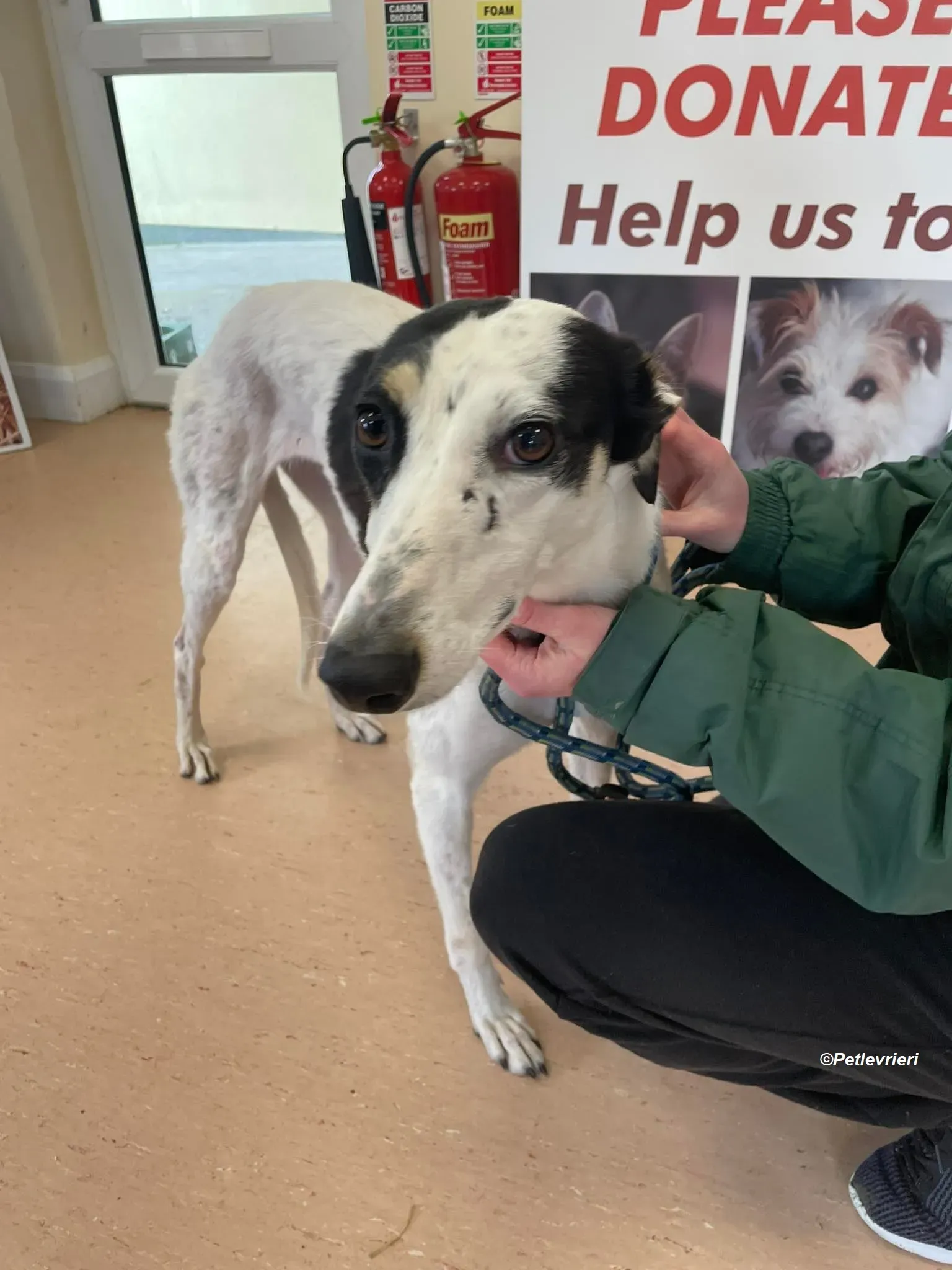 Lexi adozione levrieri greyhound 6