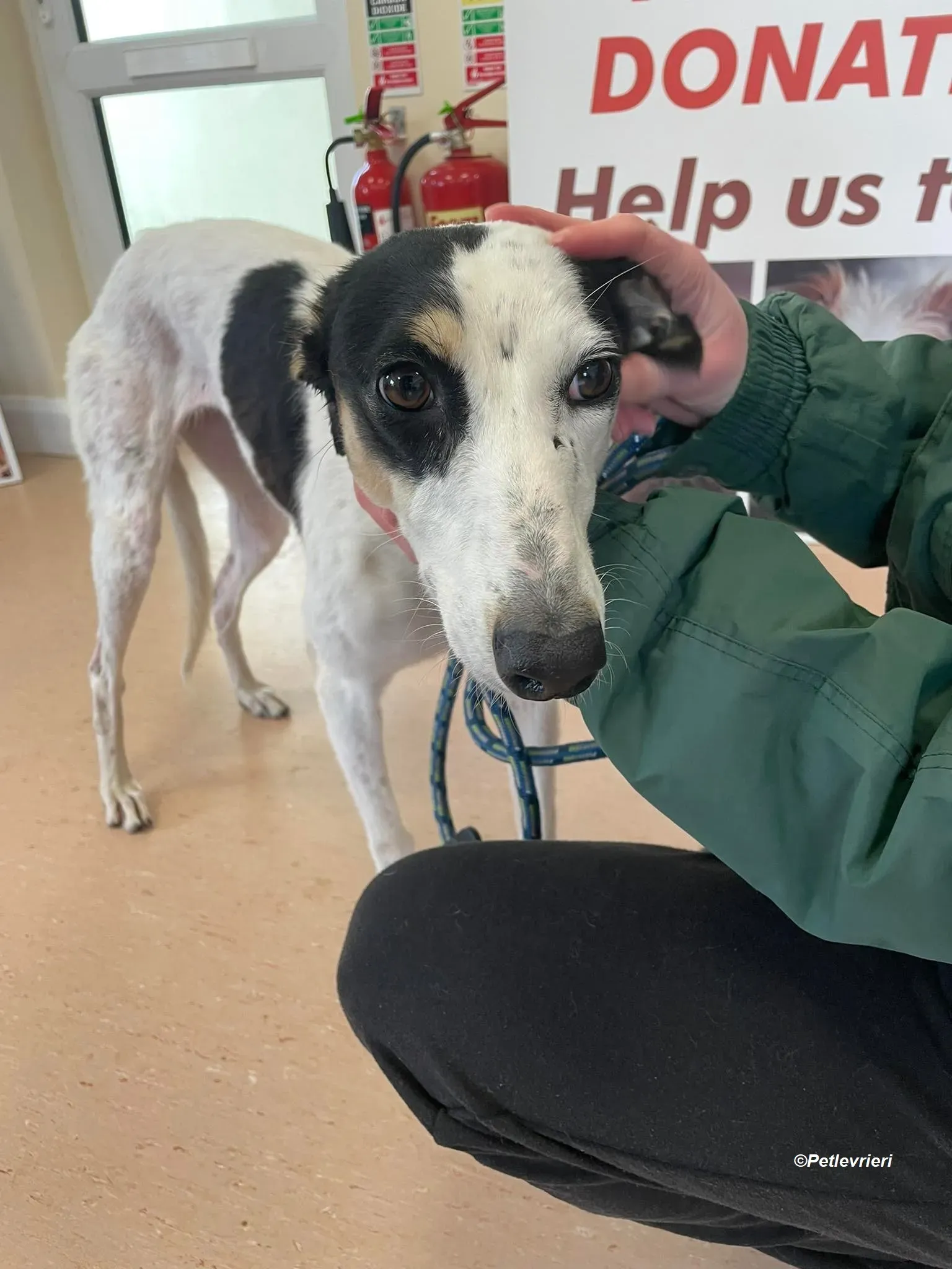 Lexi adozione levrieri greyhound 7