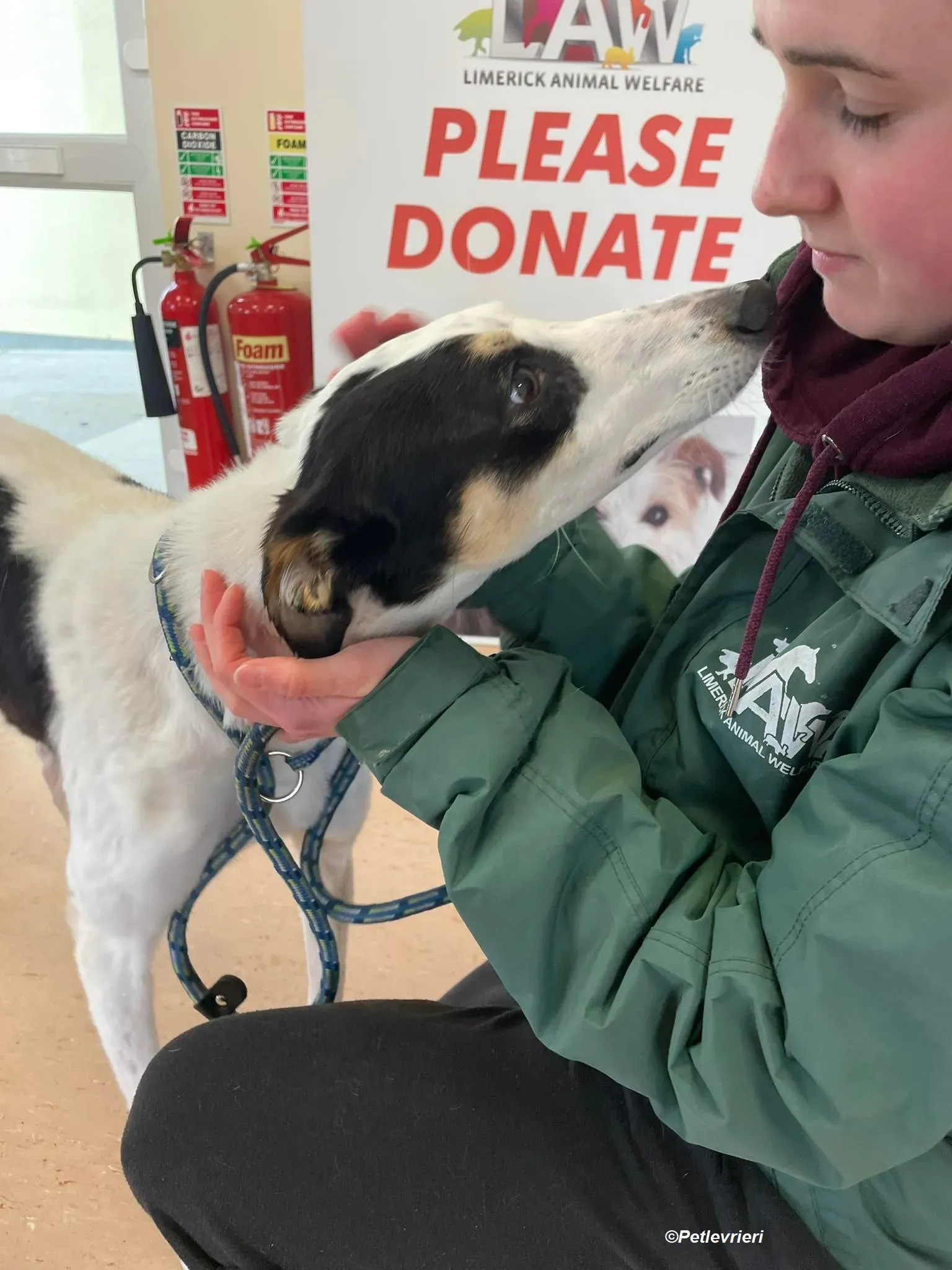 Lexi adozione levrieri greyhound 8