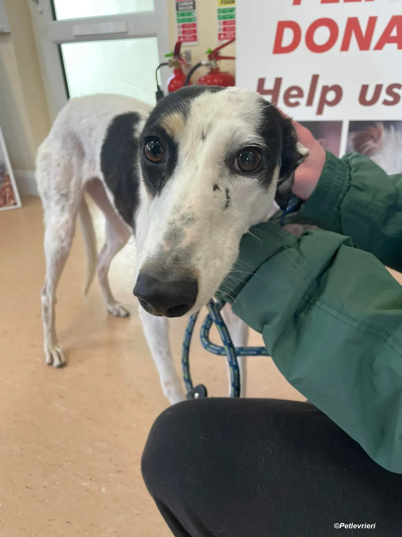 Lexi adozione levrieri greyhound 9