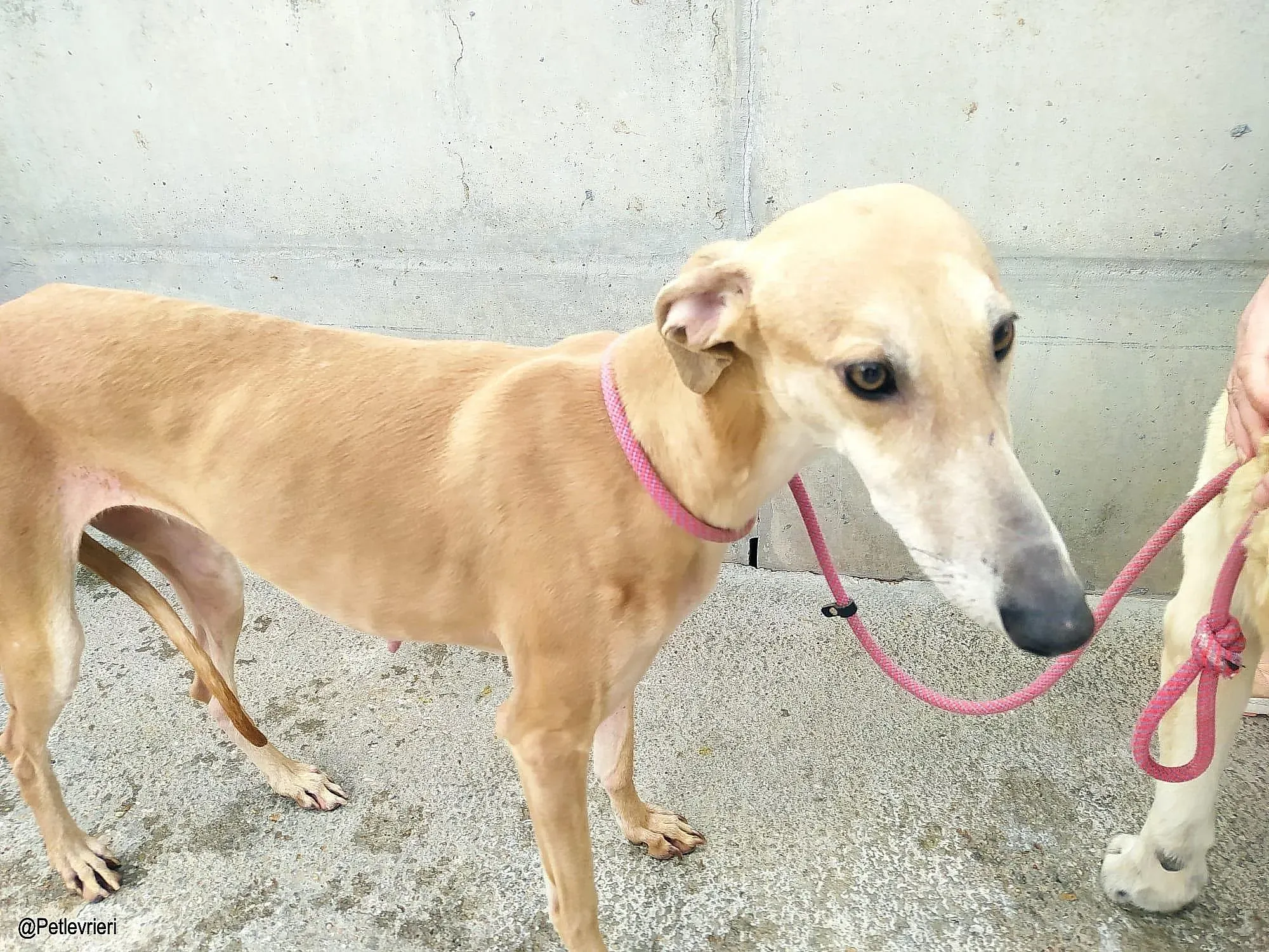 Lexiechip8342 adozione levrieri galgo 01