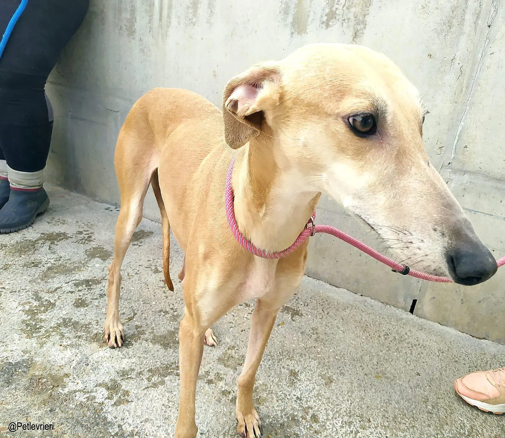 Lexiechip8342 adozione levrieri galgo 02