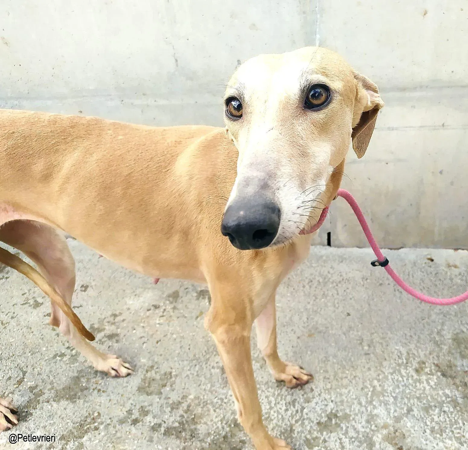 Lexiechip8342 adozione levrieri galgo 03