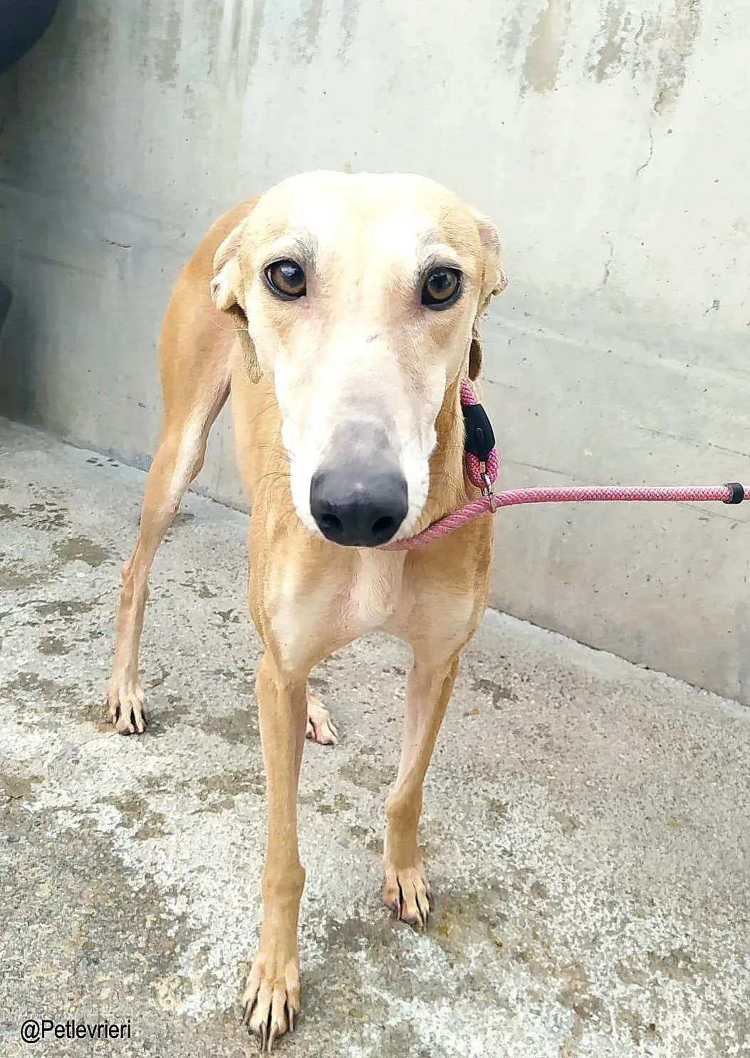 Lexiechip8342 adozione levrieri galgo 04