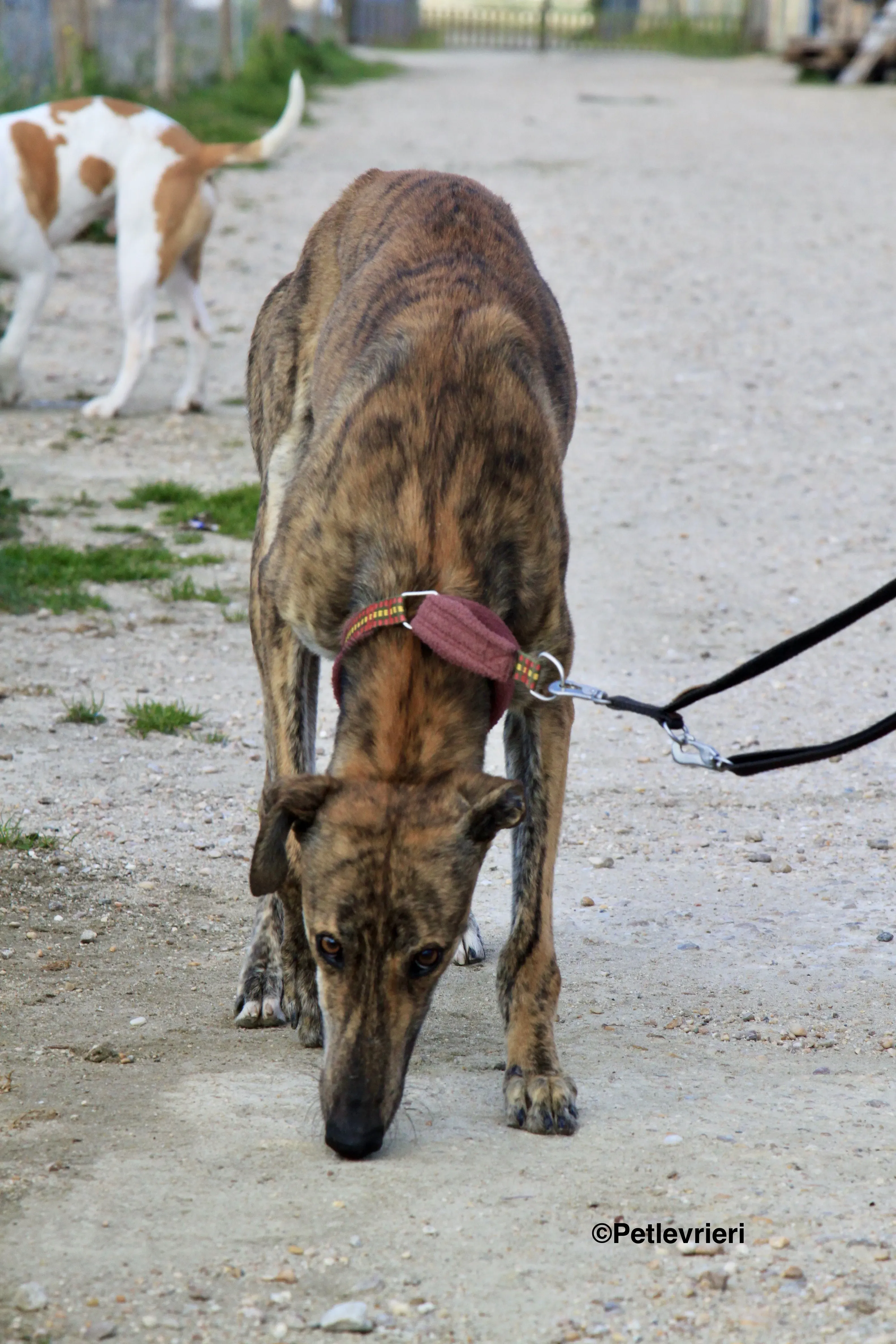 Liam adozione levrieri galgo 01