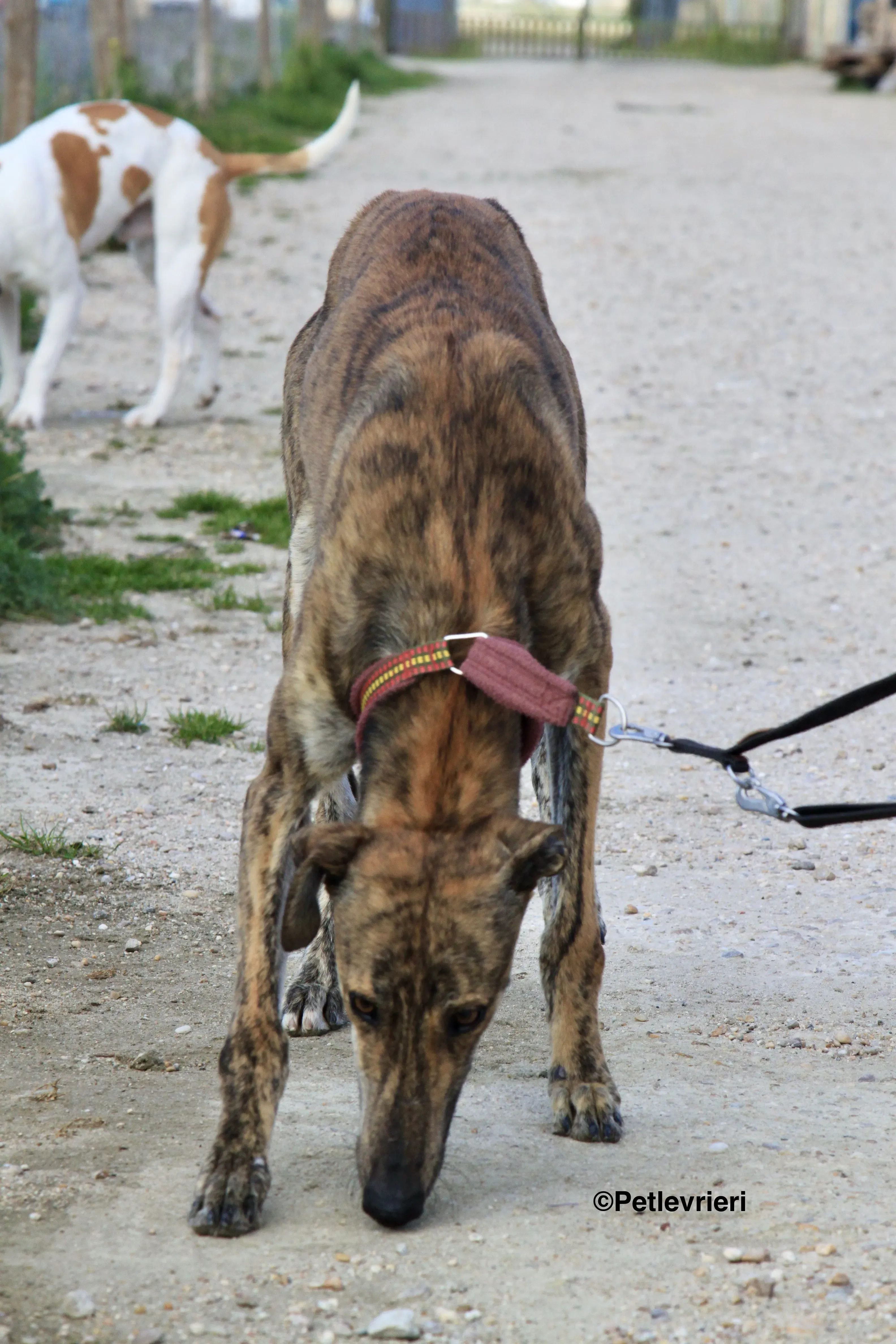 Liam adozione levrieri galgo 02