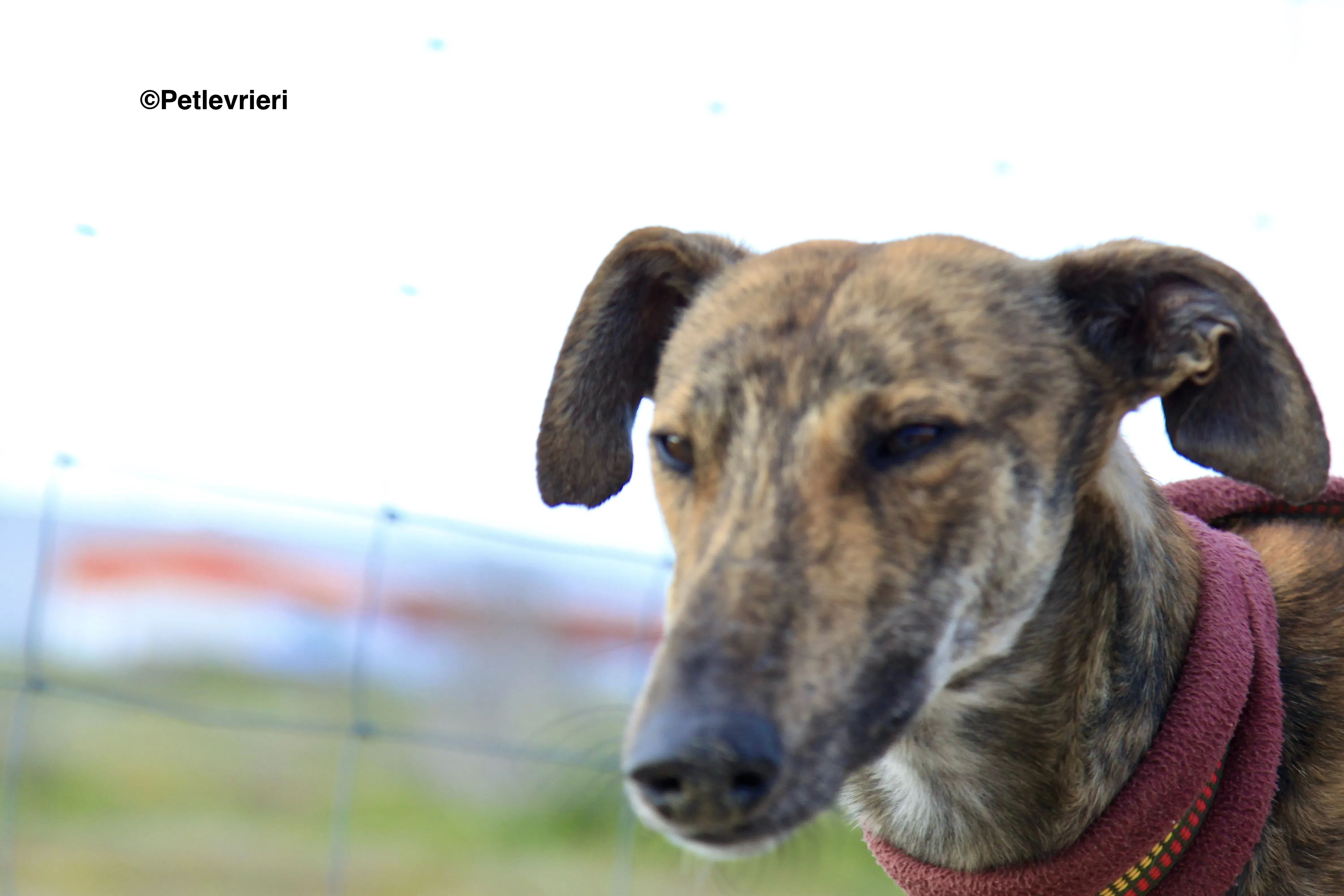 Liam adozione levrieri galgo 03