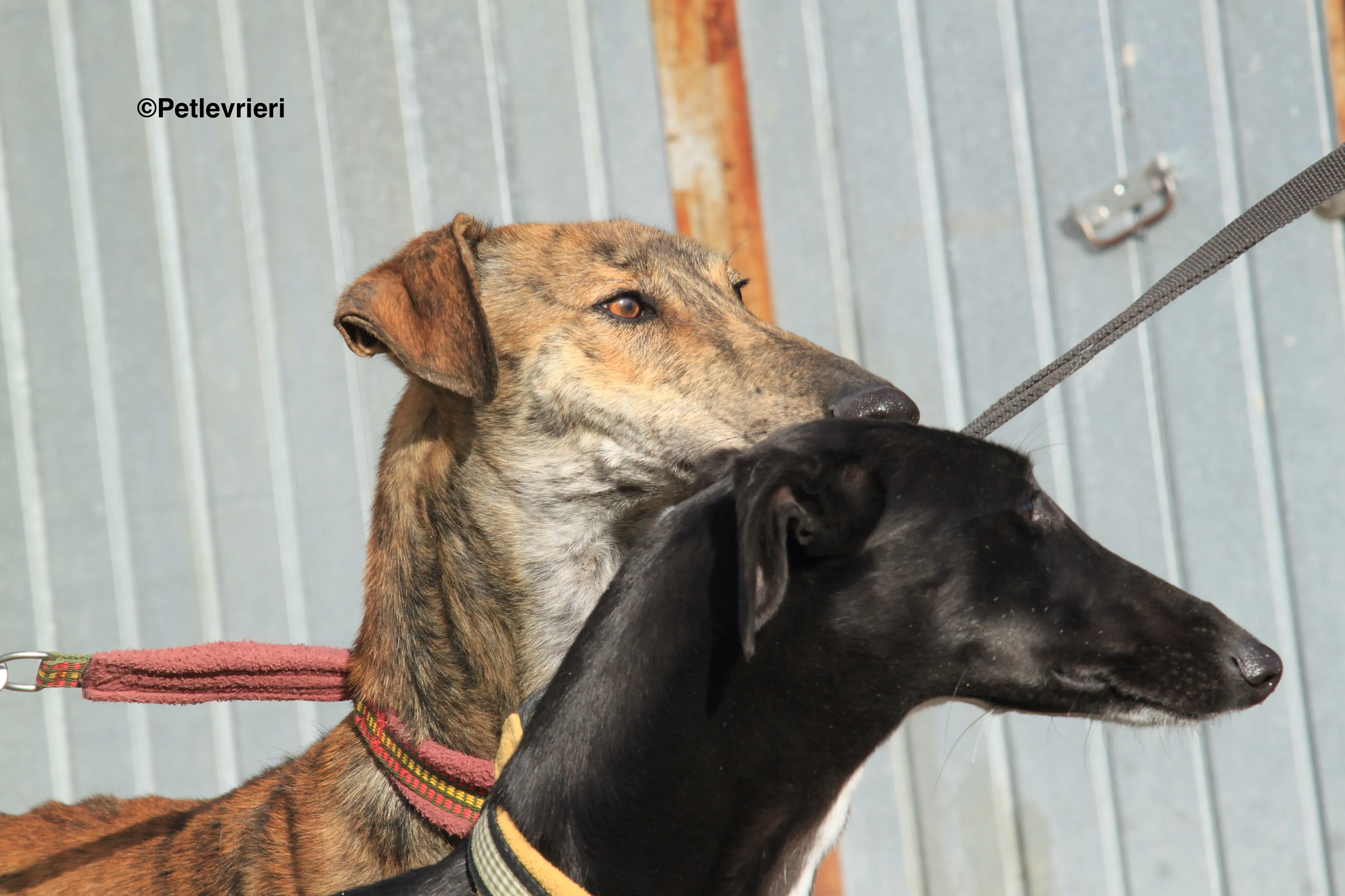 Liam adozione levrieri galgo 04