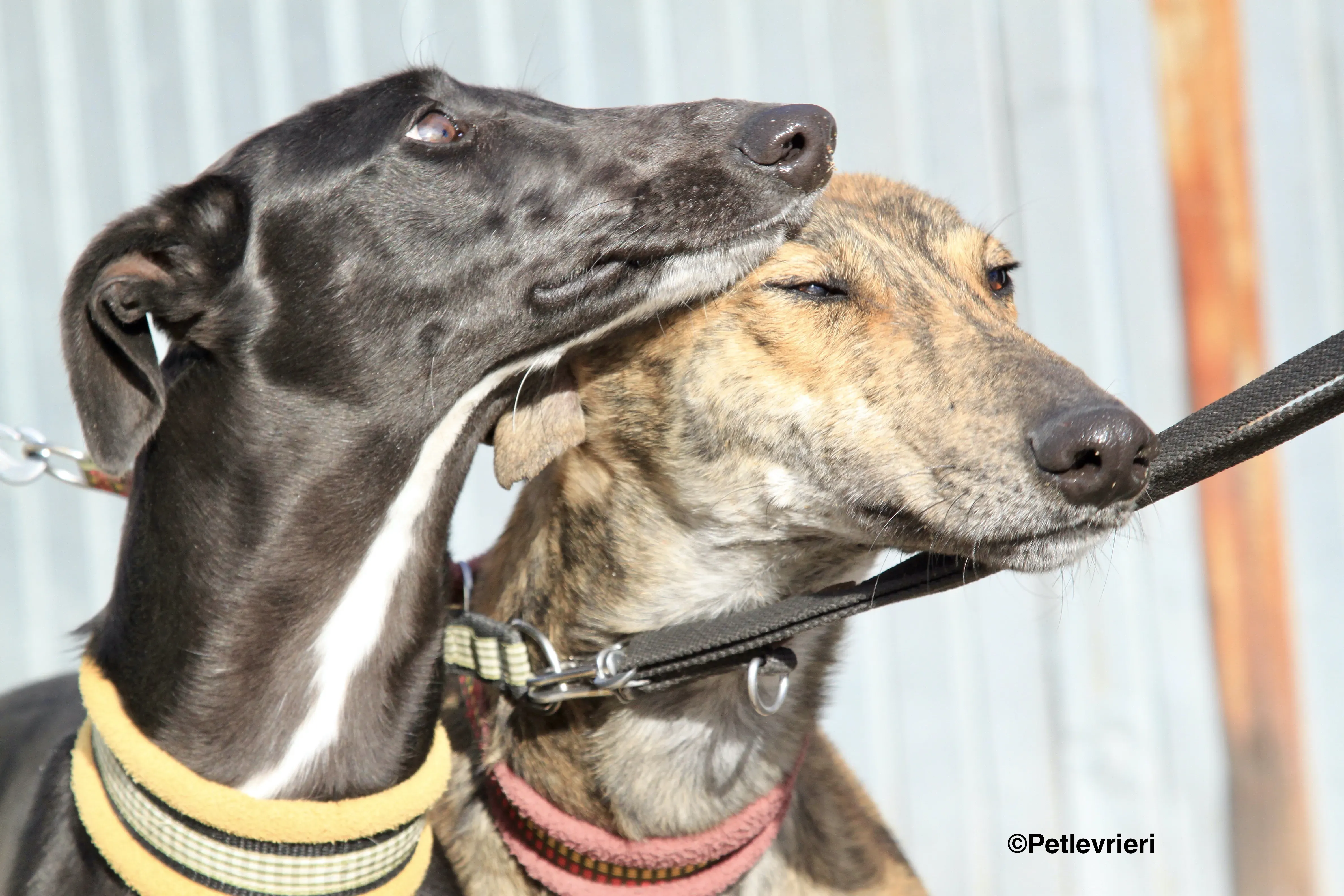 Liam adozione levrieri galgo 05