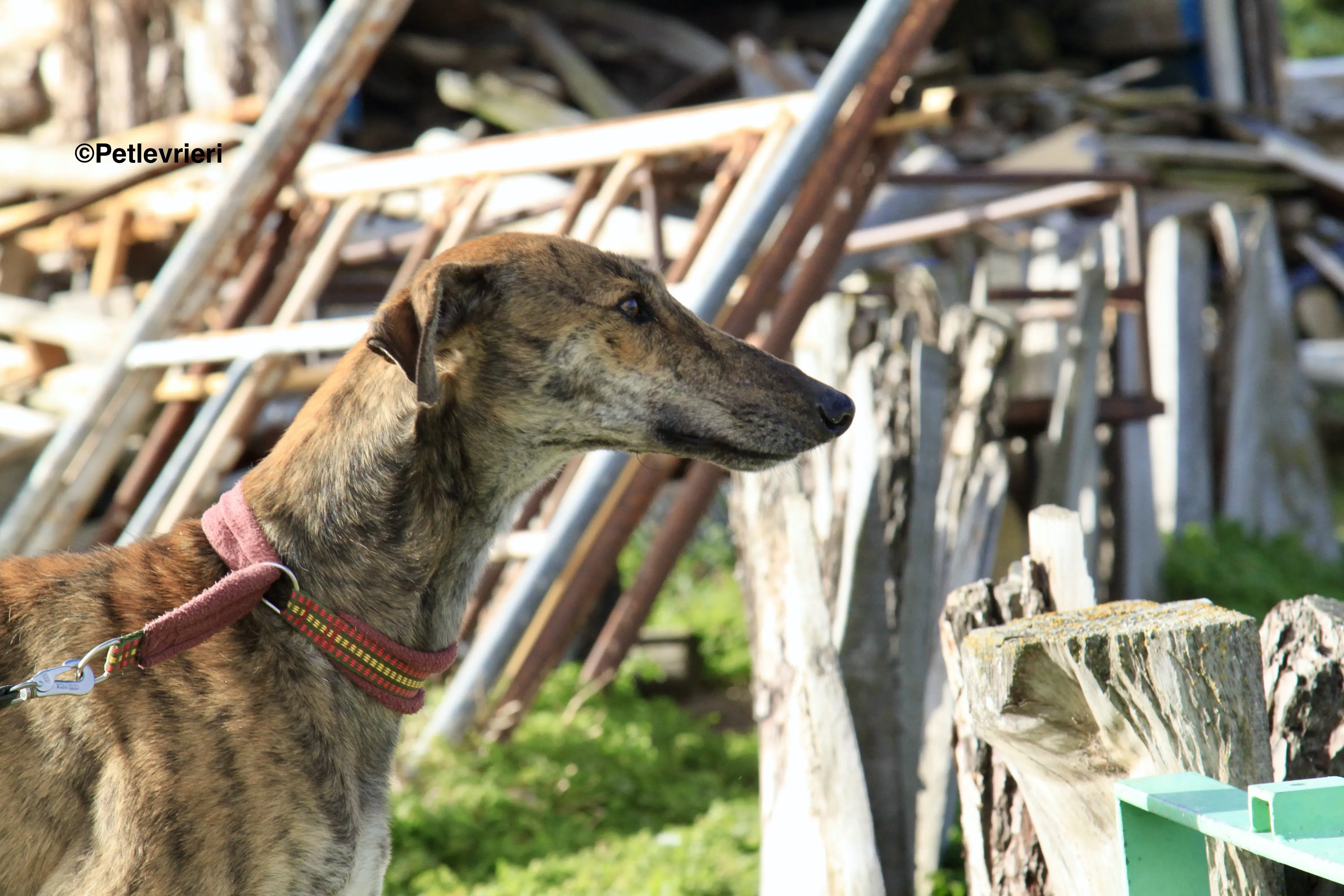 Liam adozione levrieri galgo 06