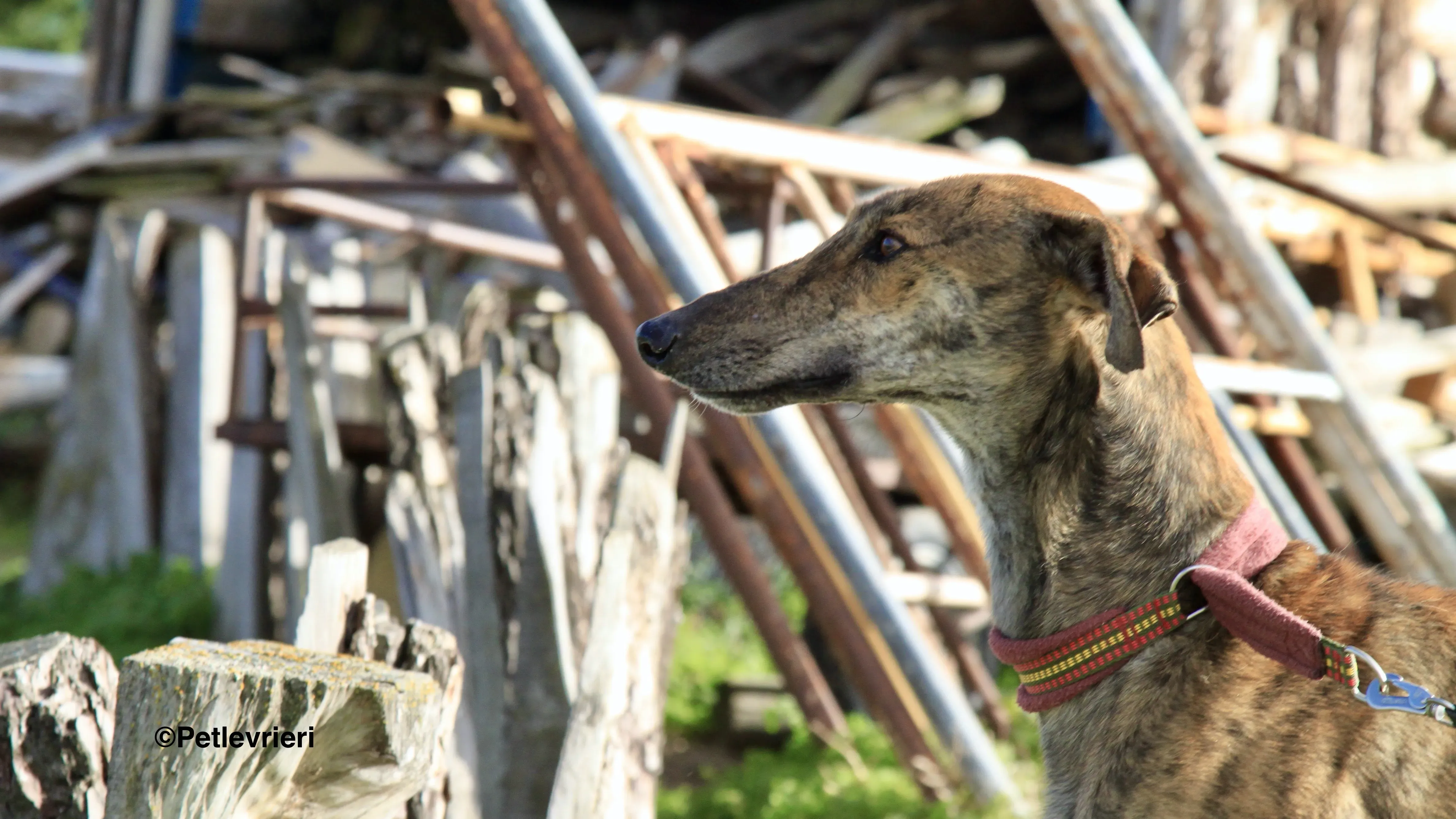 Liam adozione levrieri galgo 07