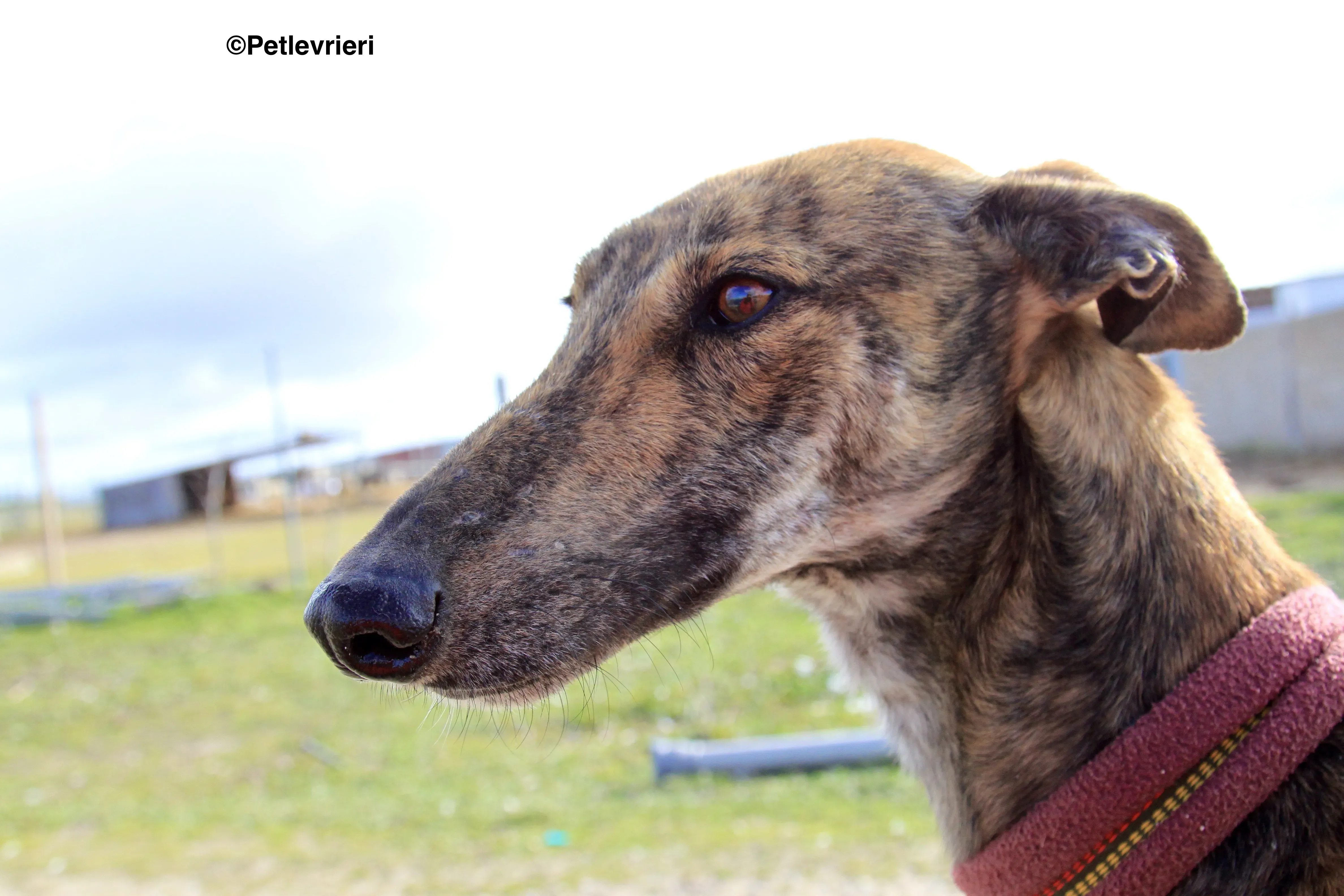 Liam adozione levrieri galgo 08