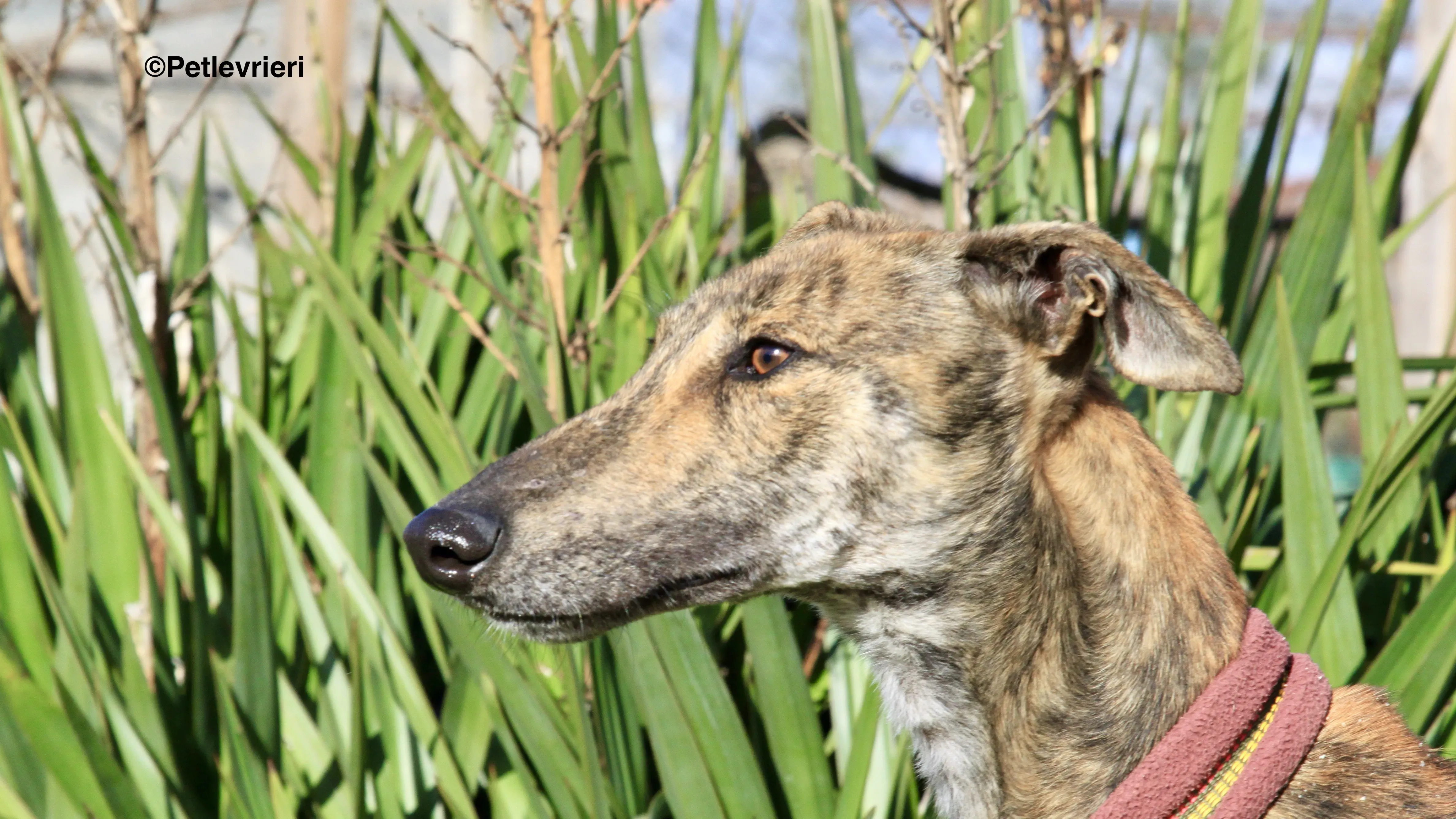 Liam adozione levrieri galgo 09