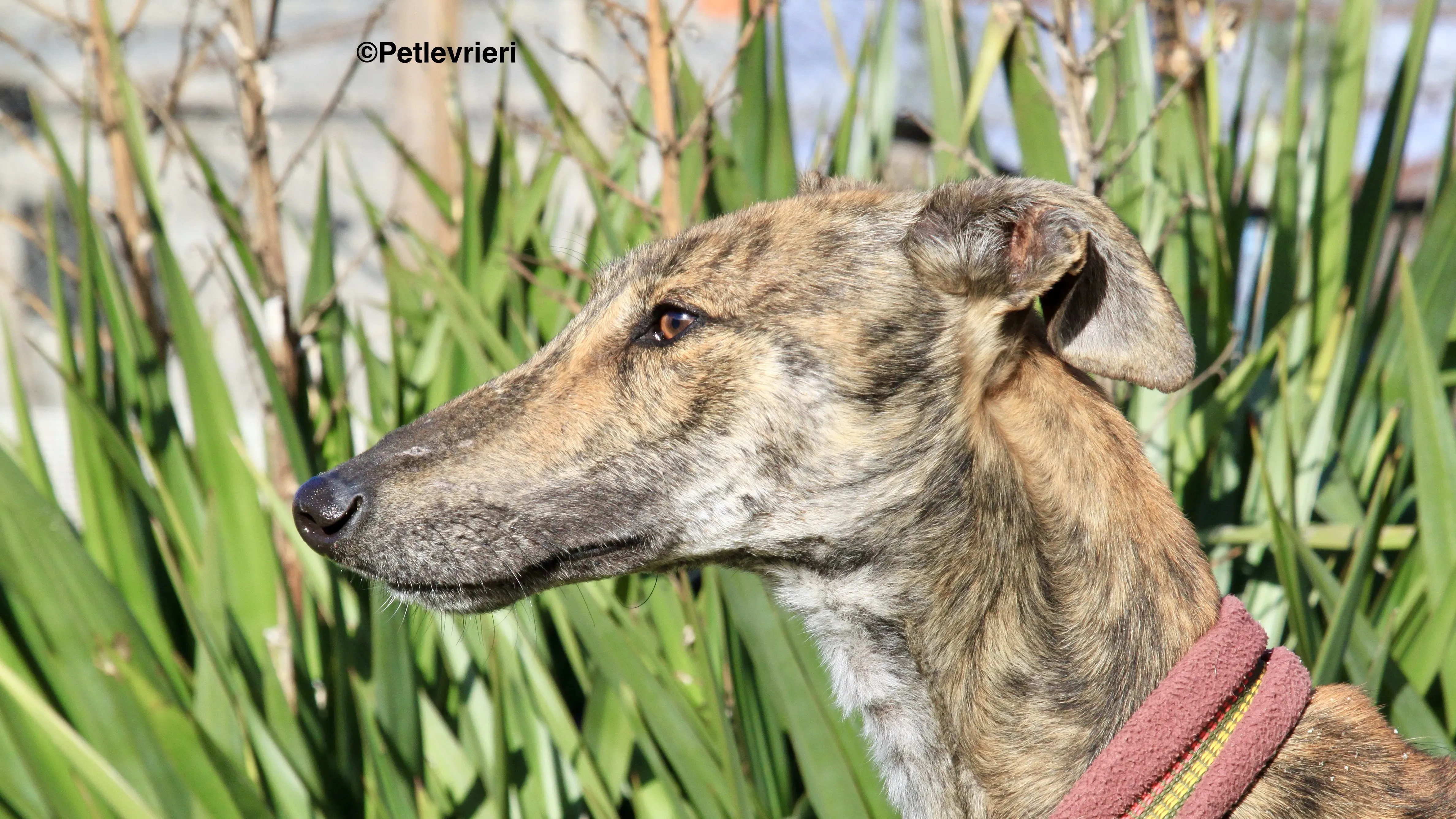 Liam adozione levrieri galgo 10