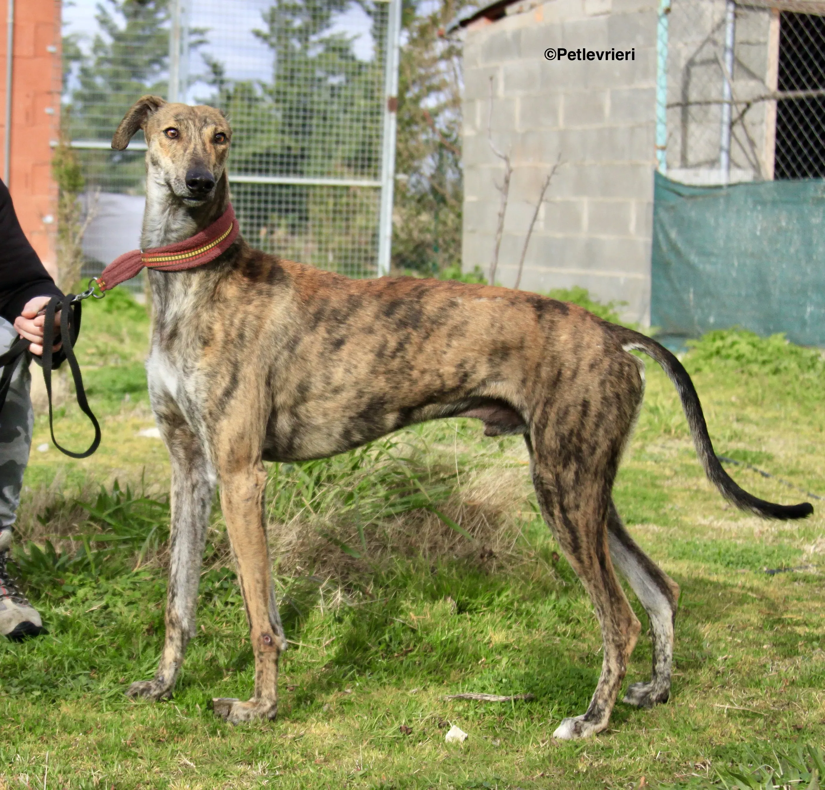 Liam adozione levrieri galgo 11