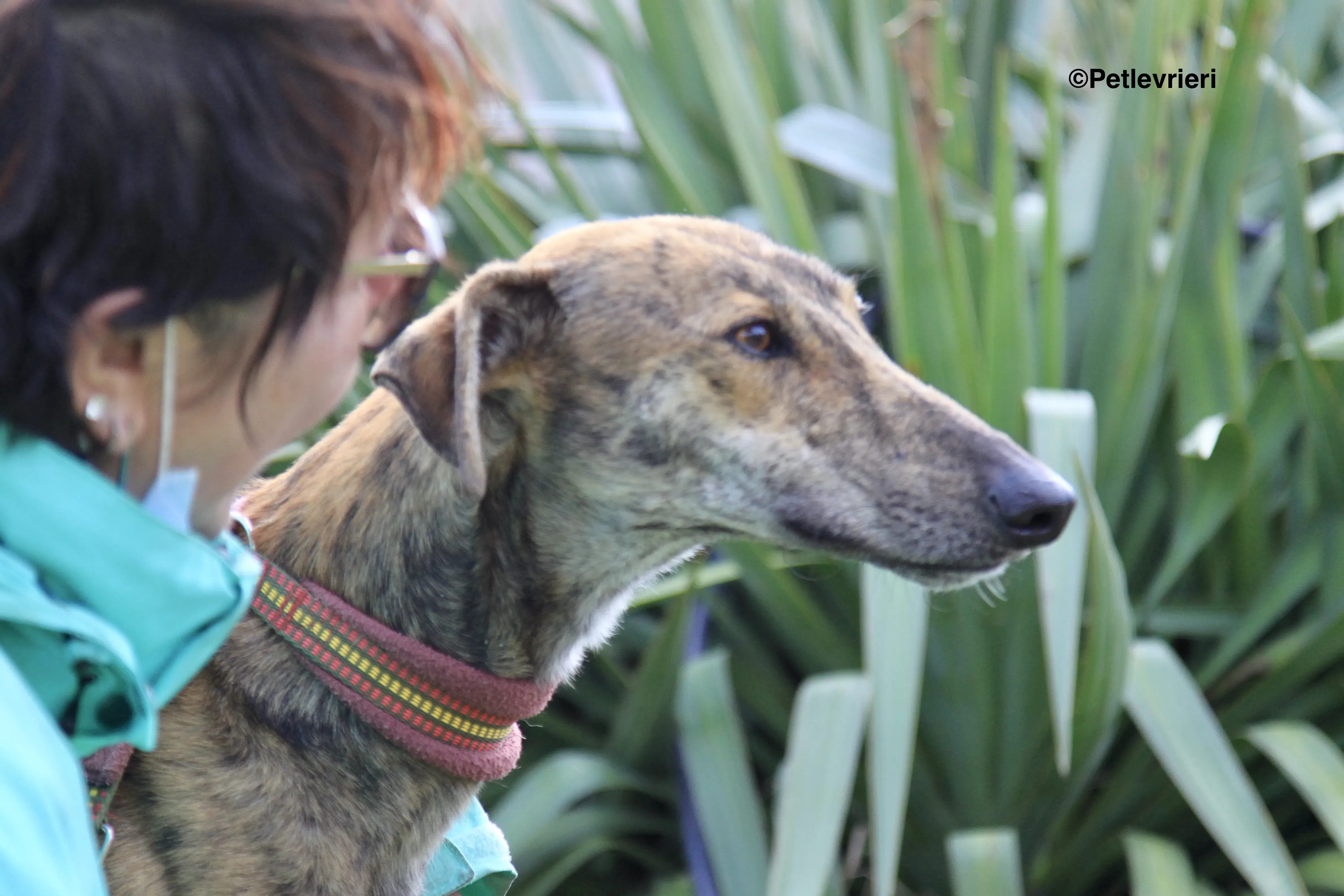 Liam adozione levrieri galgo 12