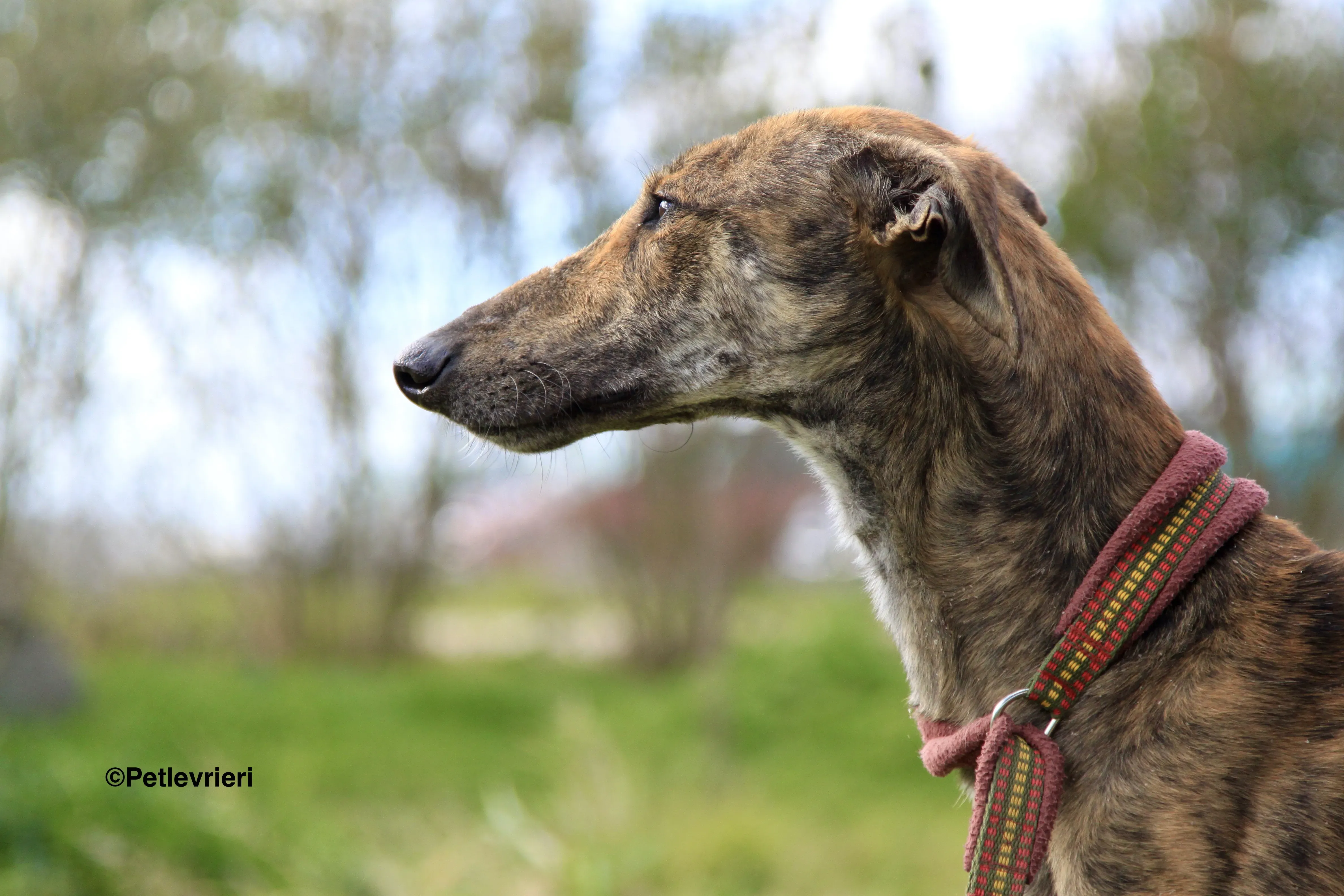 Liam adozione levrieri galgo 13