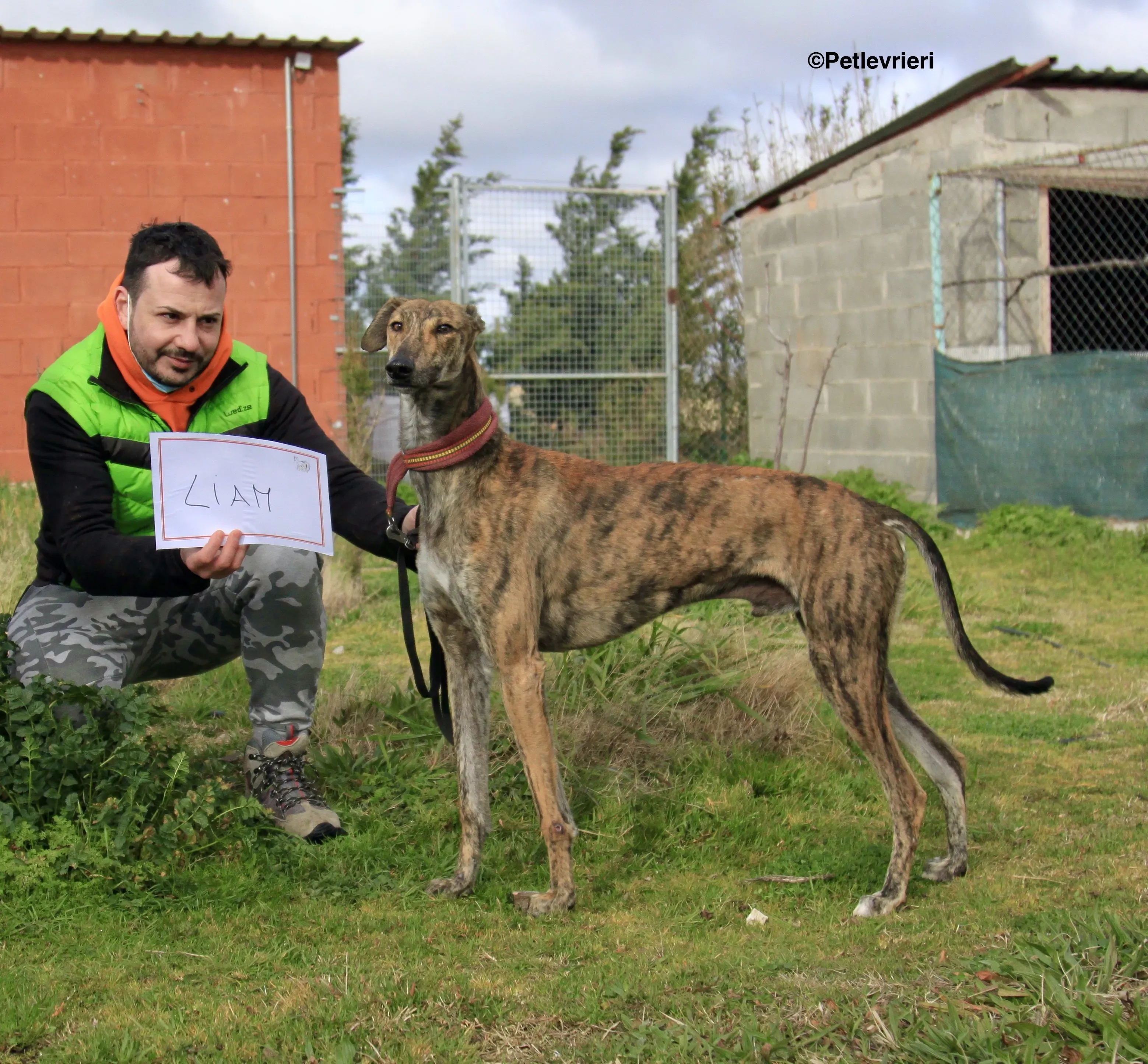 Liam adozione levrieri galgo 14