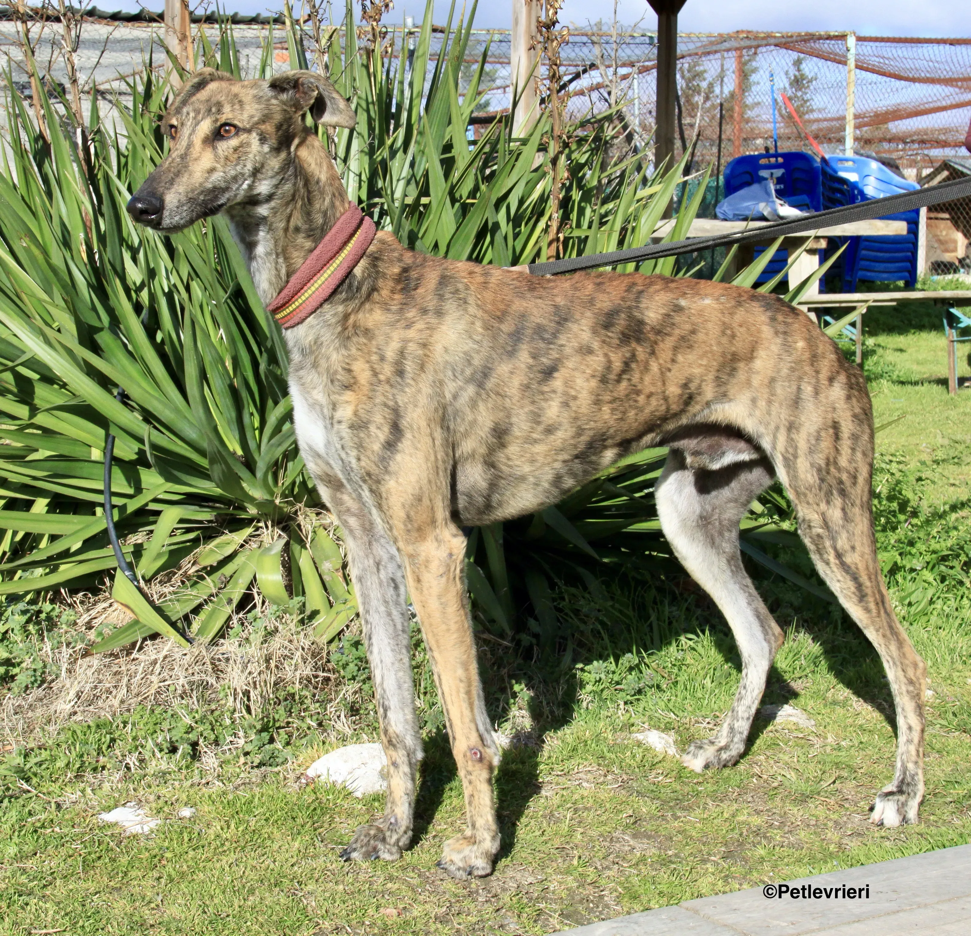 Liam adozione levrieri galgo 16