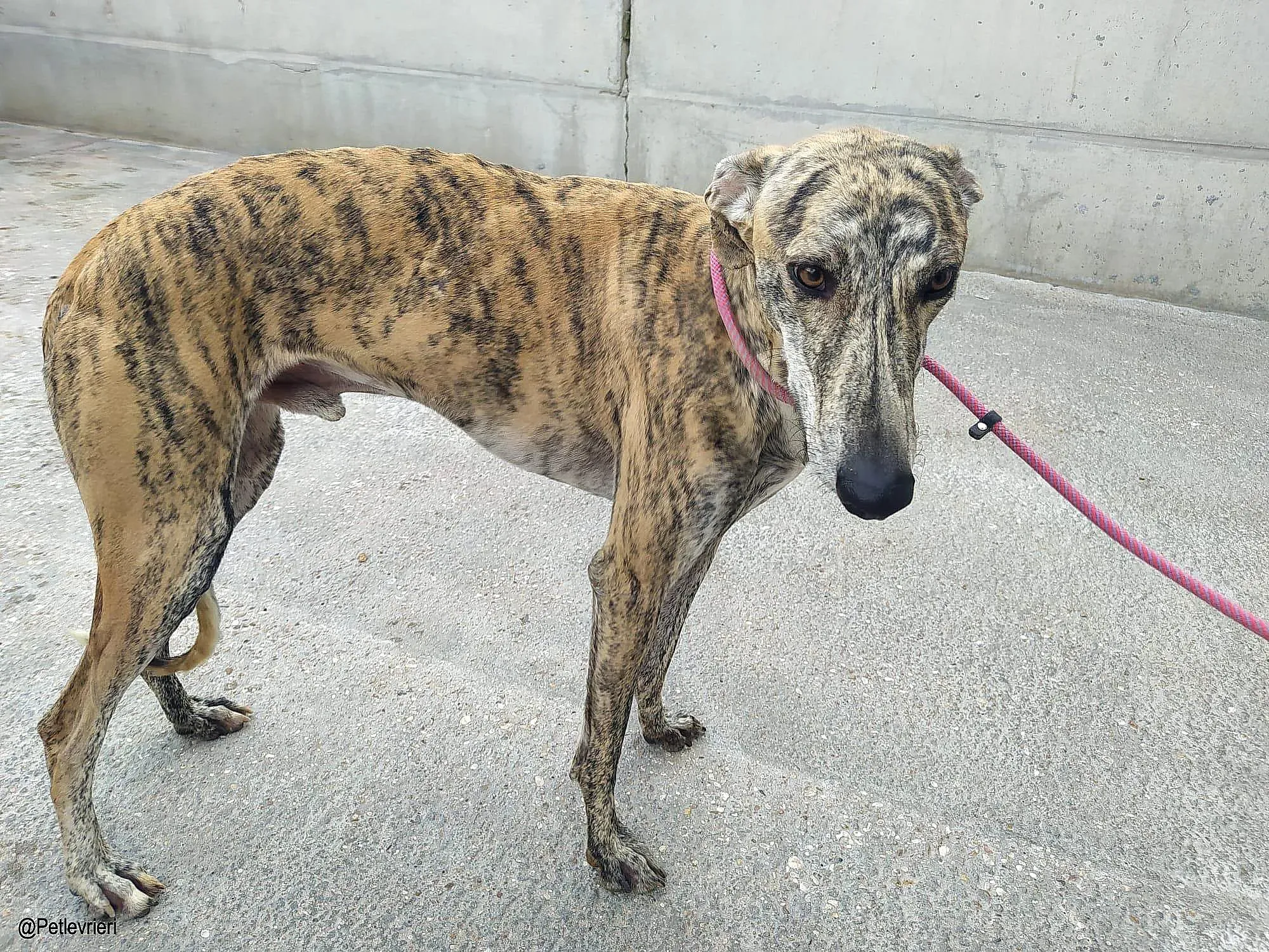 Liamchip8335 adozione levrieri galgo 01