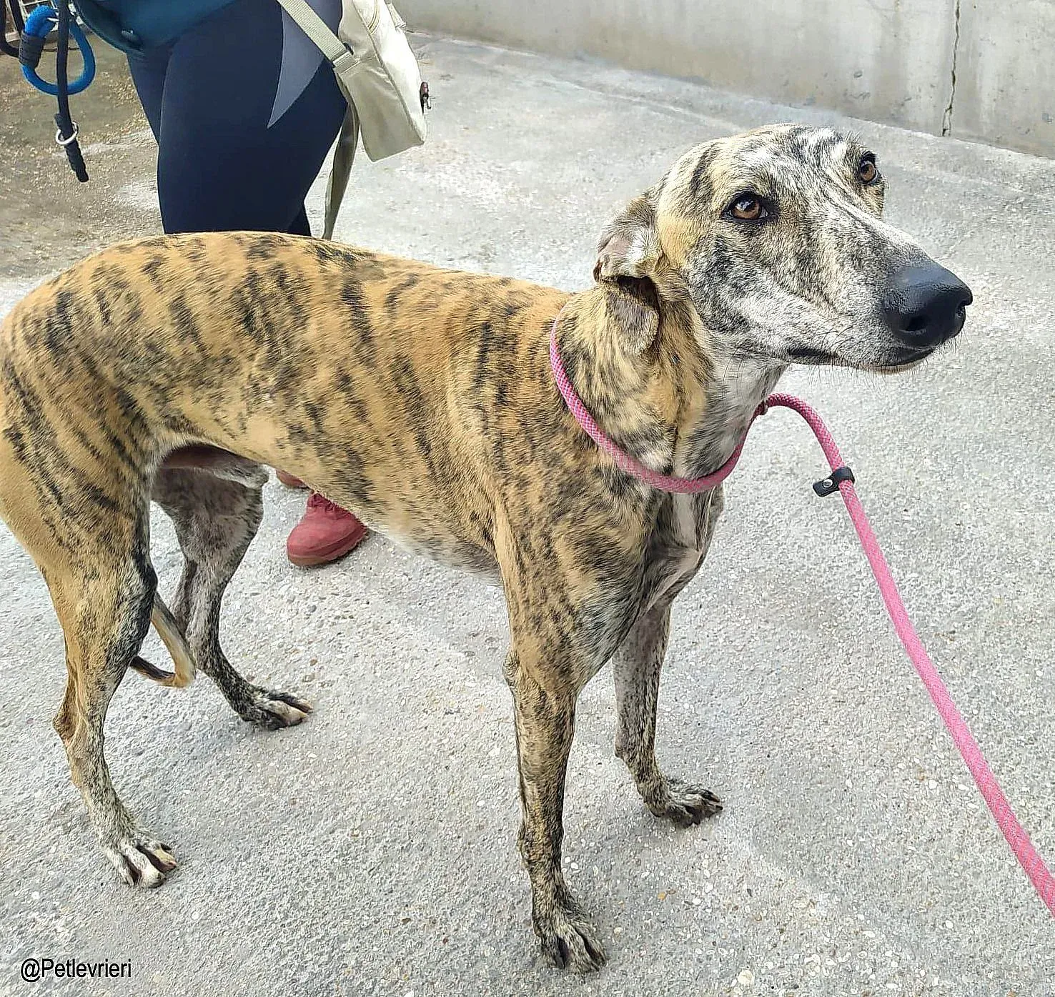 Liamchip8335 adozione levrieri galgo 02