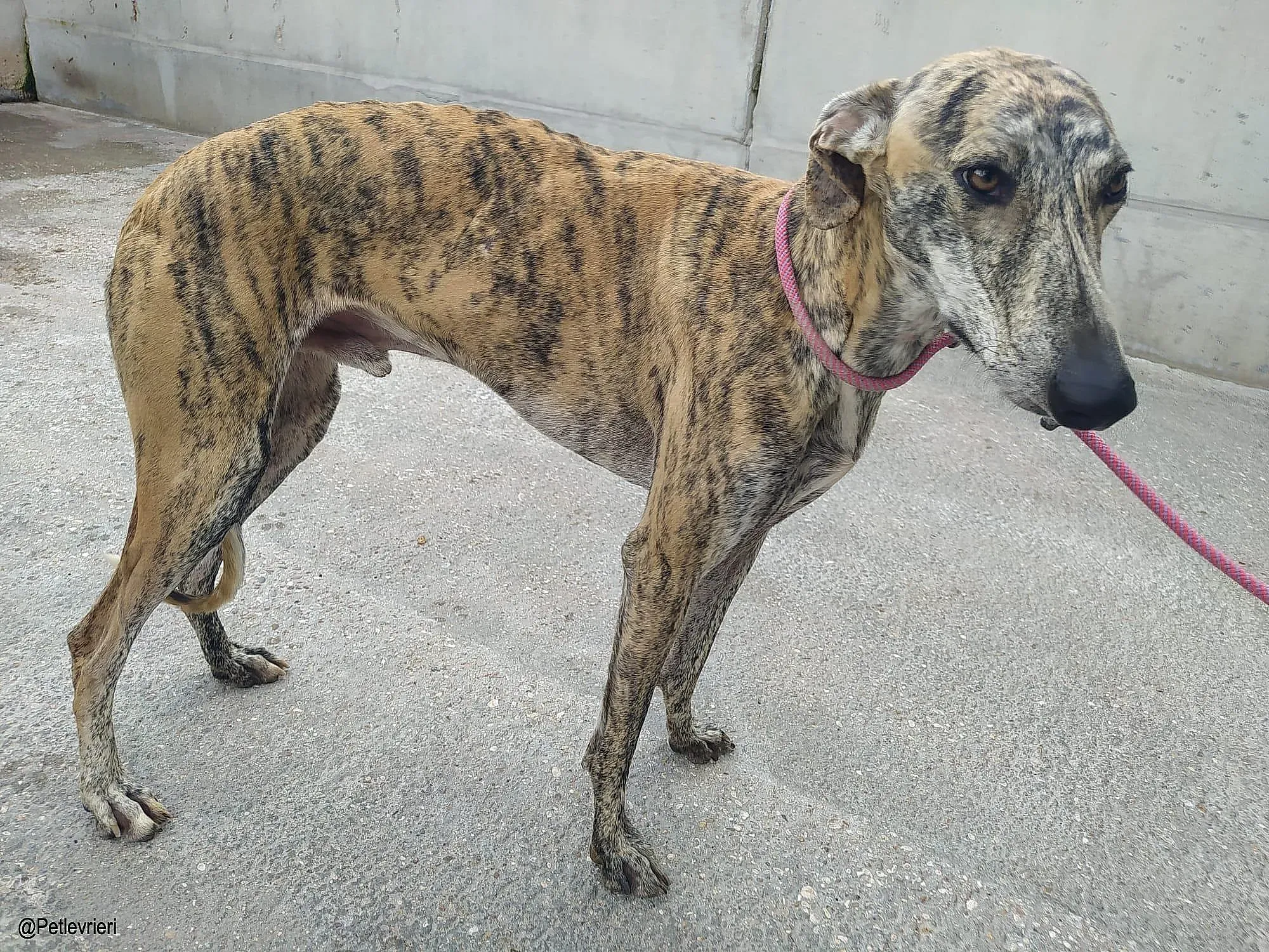 Liamchip8335 adozione levrieri galgo 04