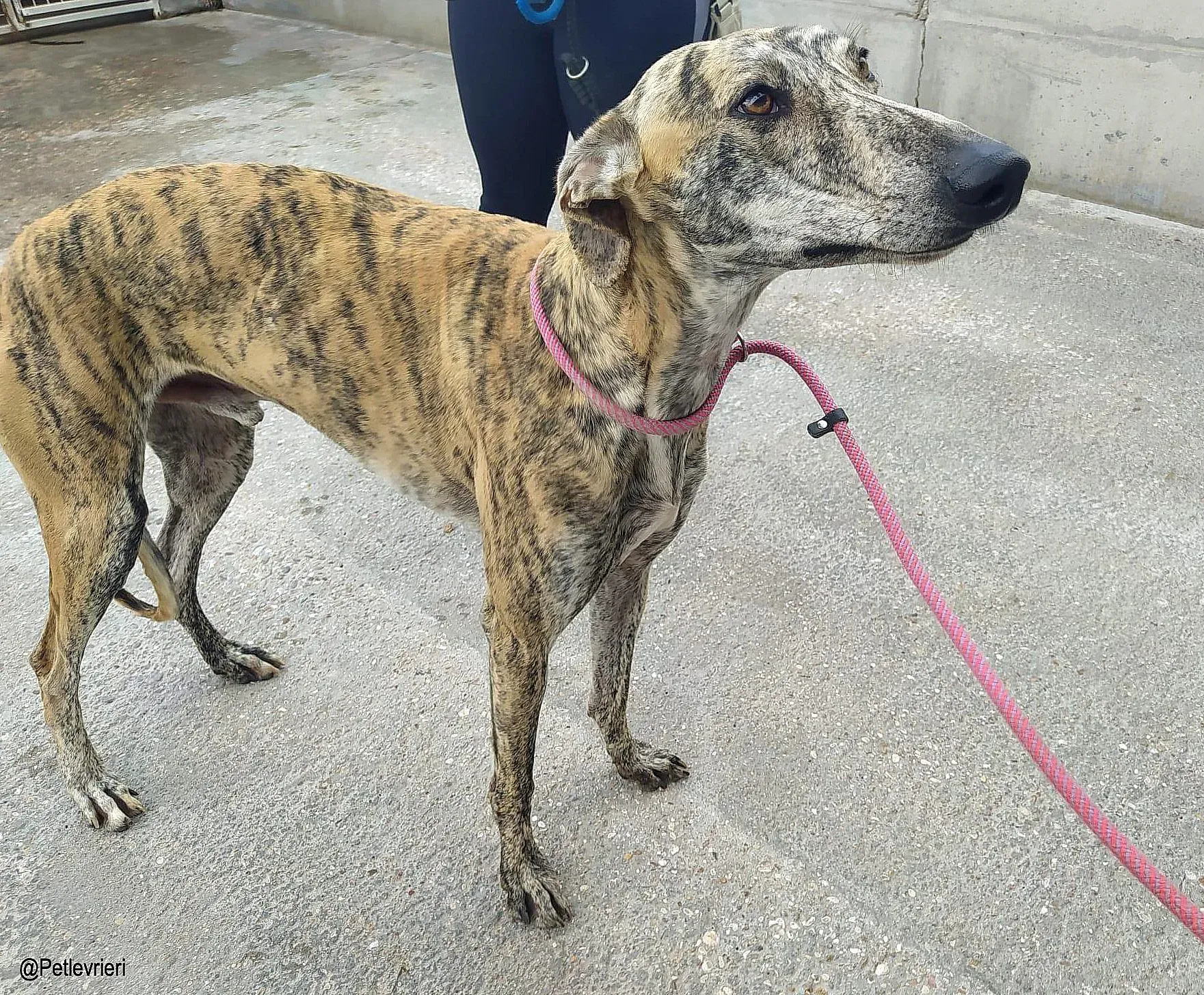 Liamchip8335 adozione levrieri galgo 05