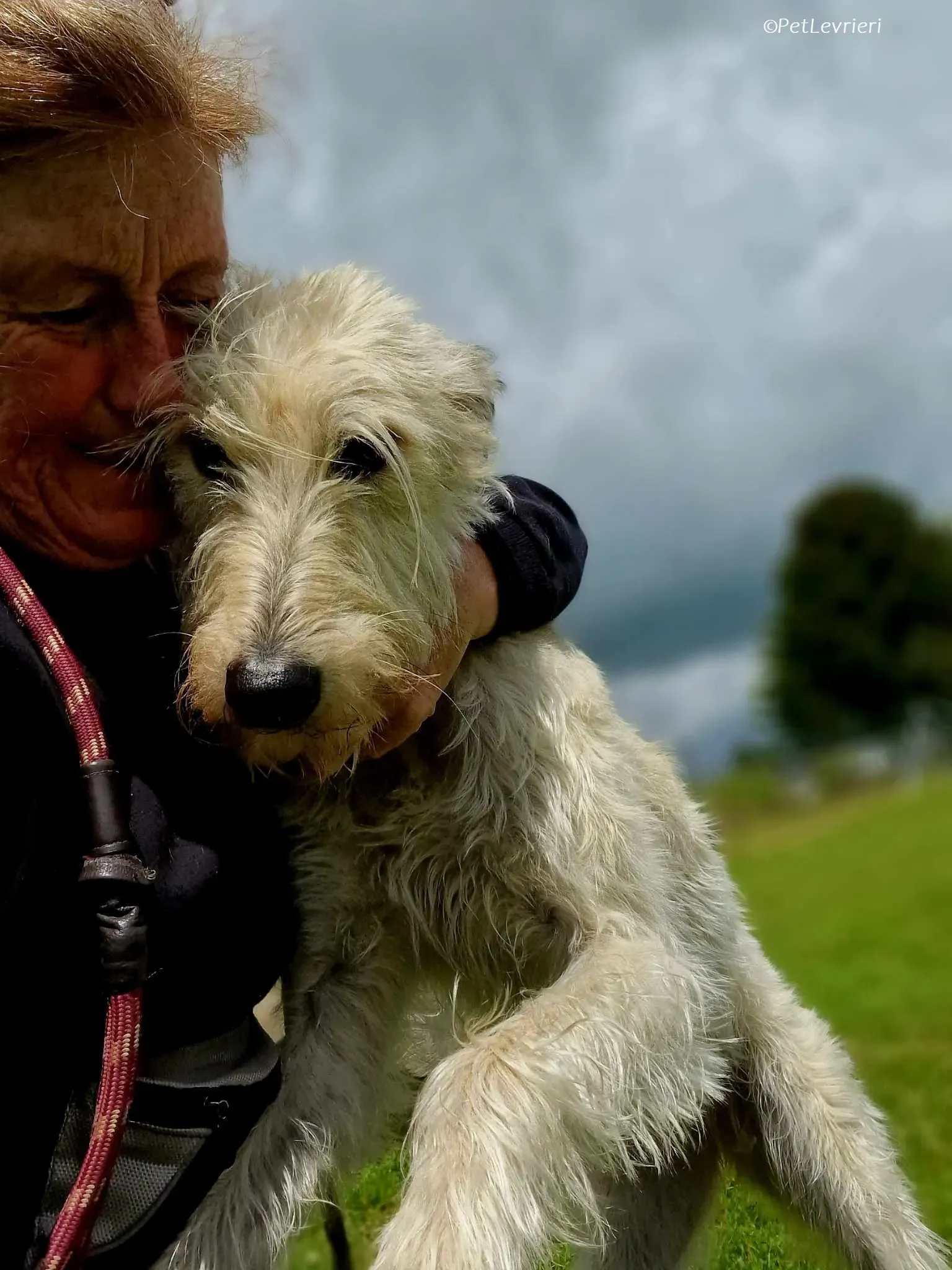 Liga levrieri greyhound 10