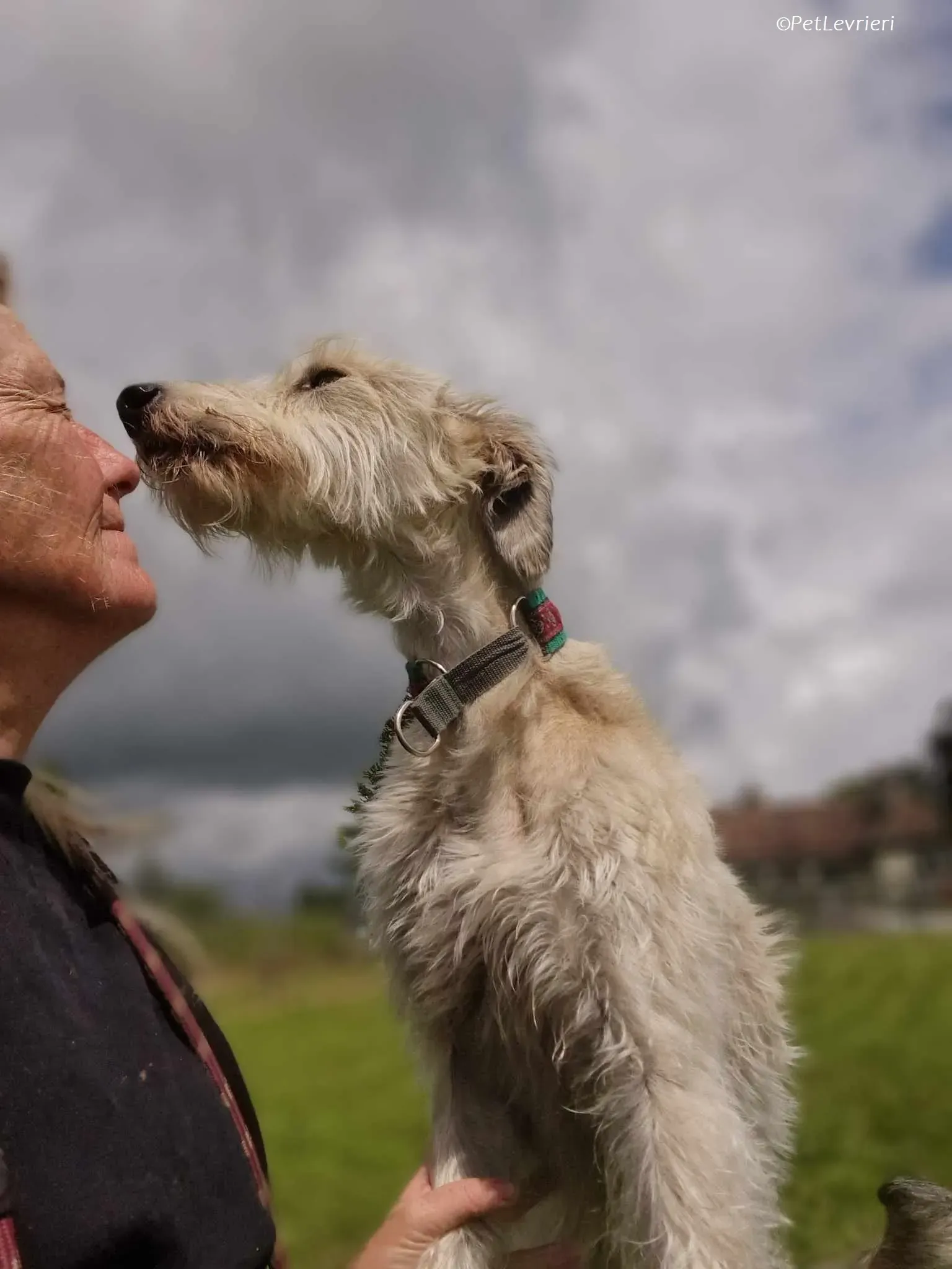 Liga levrieri greyhound 11