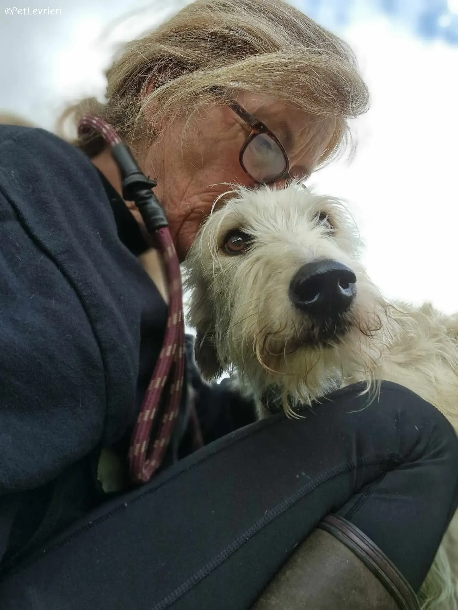 Liga levrieri greyhound 12