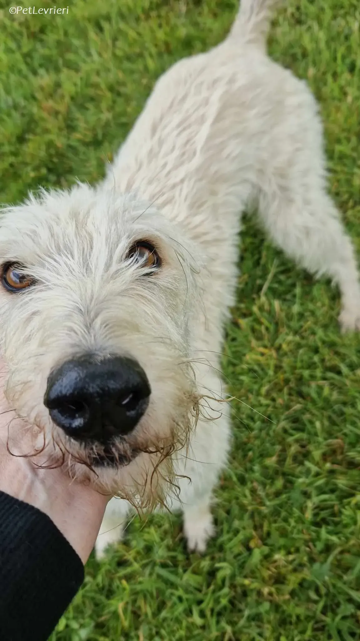 Liga levrieri greyhound 14