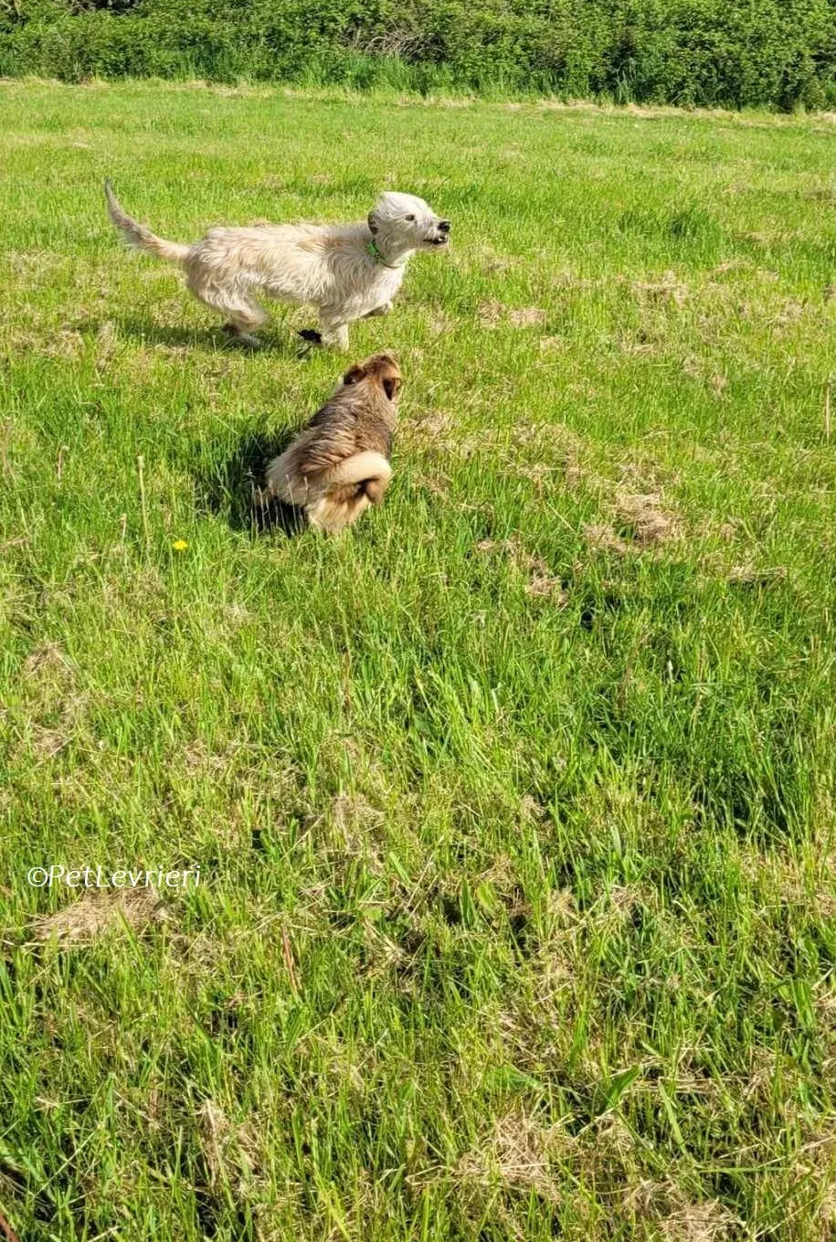 Liga levrieri greyhound 15