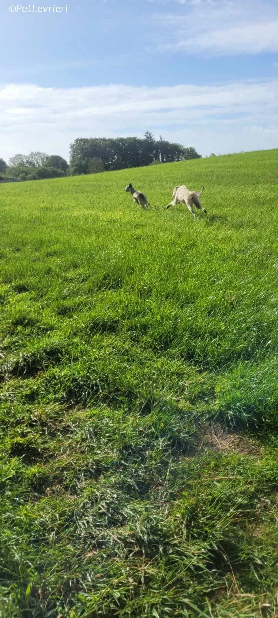 Liga levrieri greyhound 16