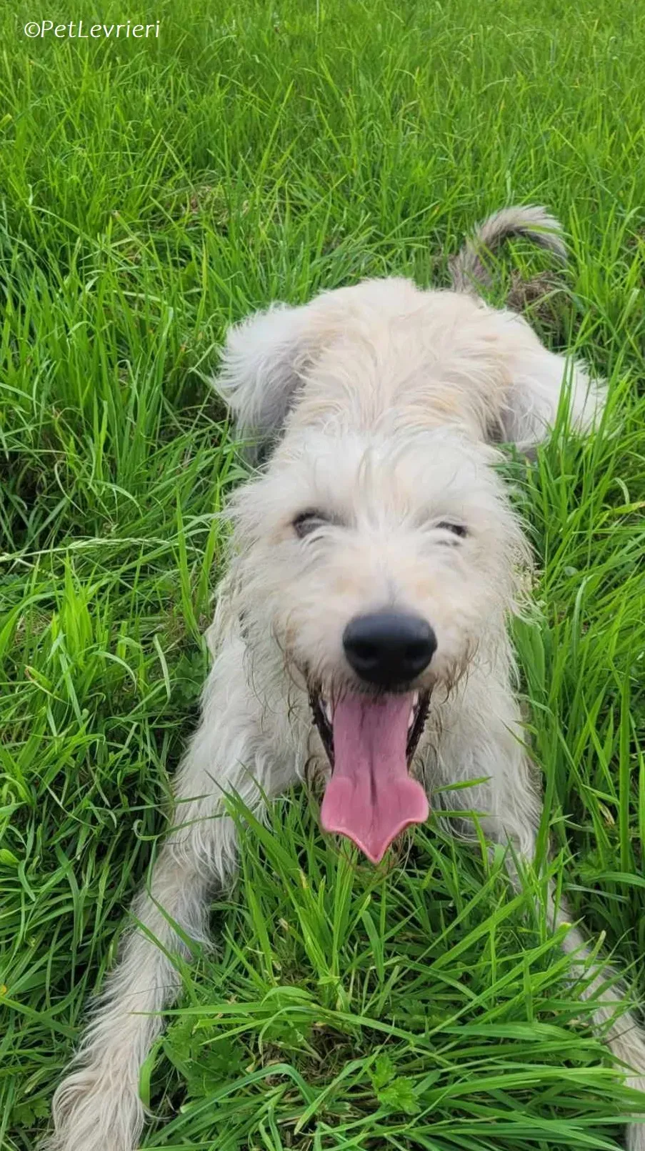 Liga levrieri greyhound 17