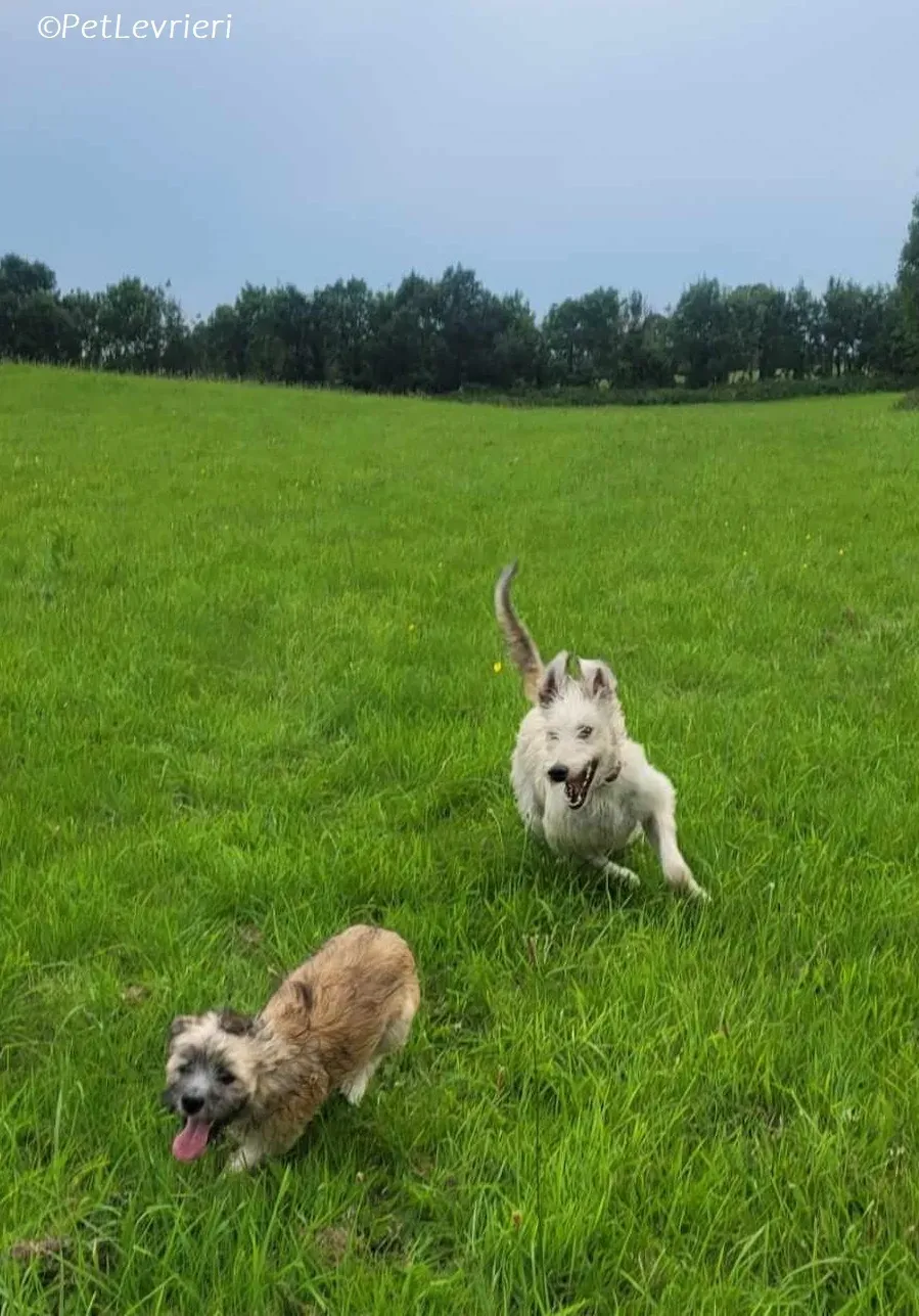 Liga levrieri greyhound 18