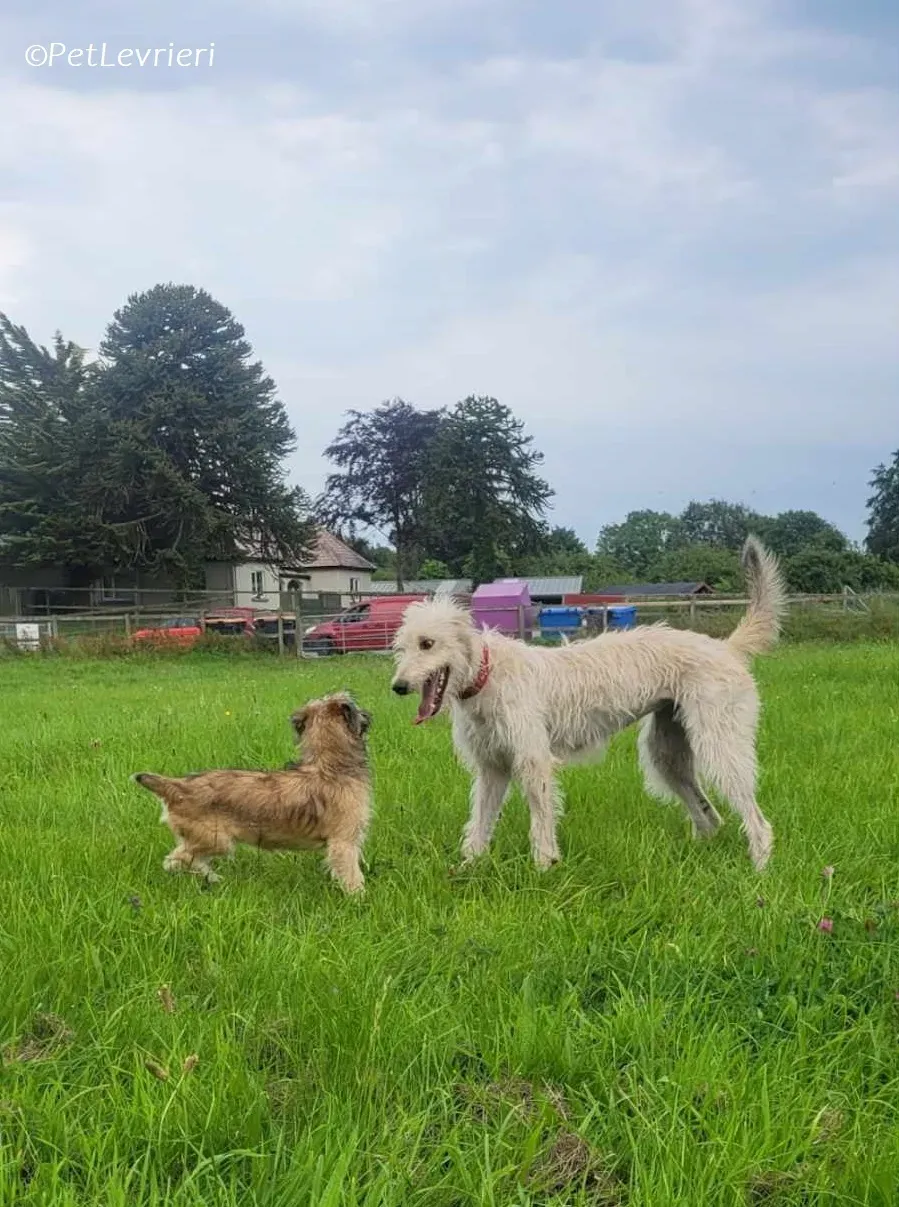 Liga levrieri greyhound 19