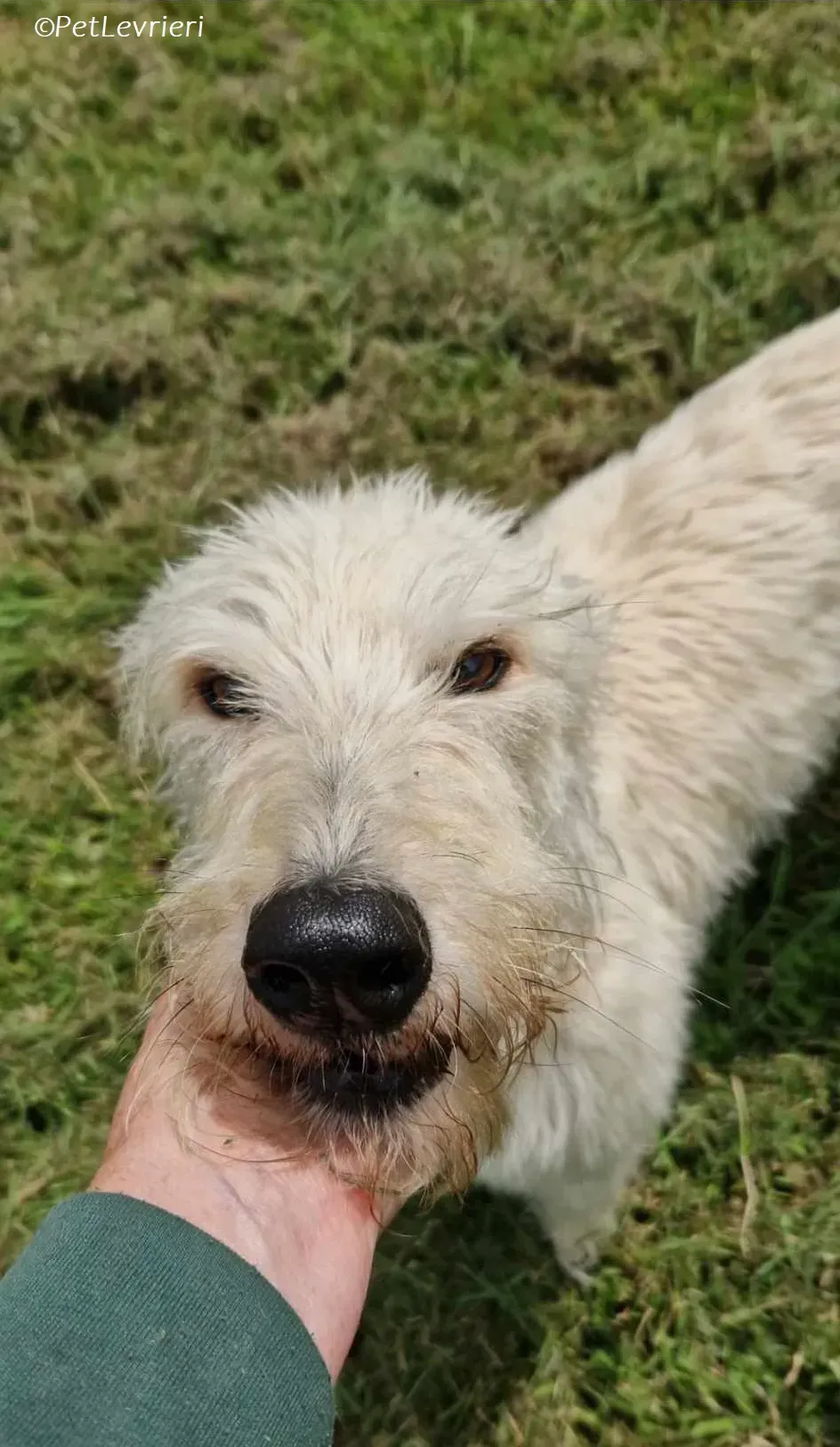 Liga levrieri greyhound 2