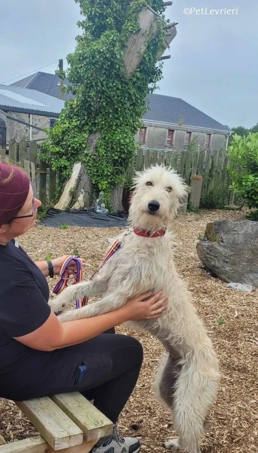 Liga levrieri greyhound 20