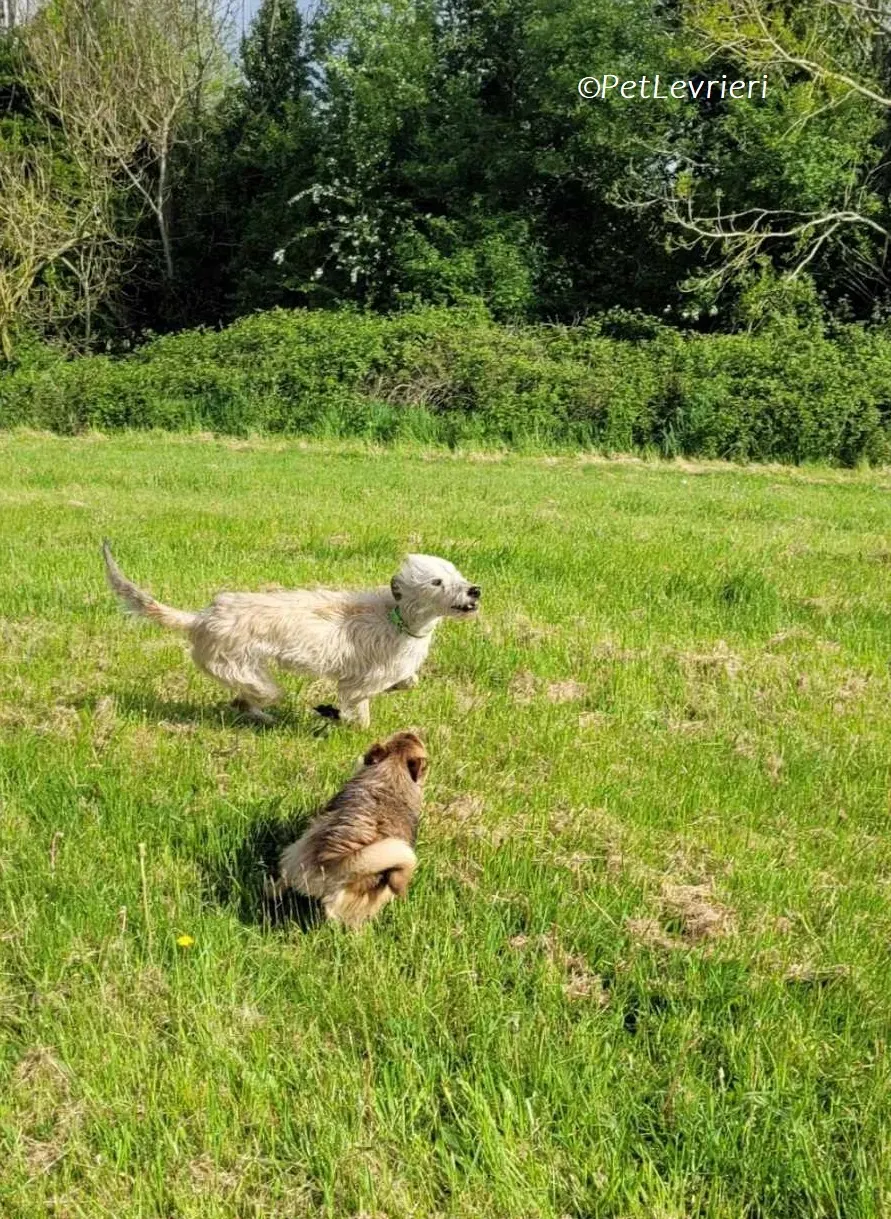 Liga levrieri greyhound 21