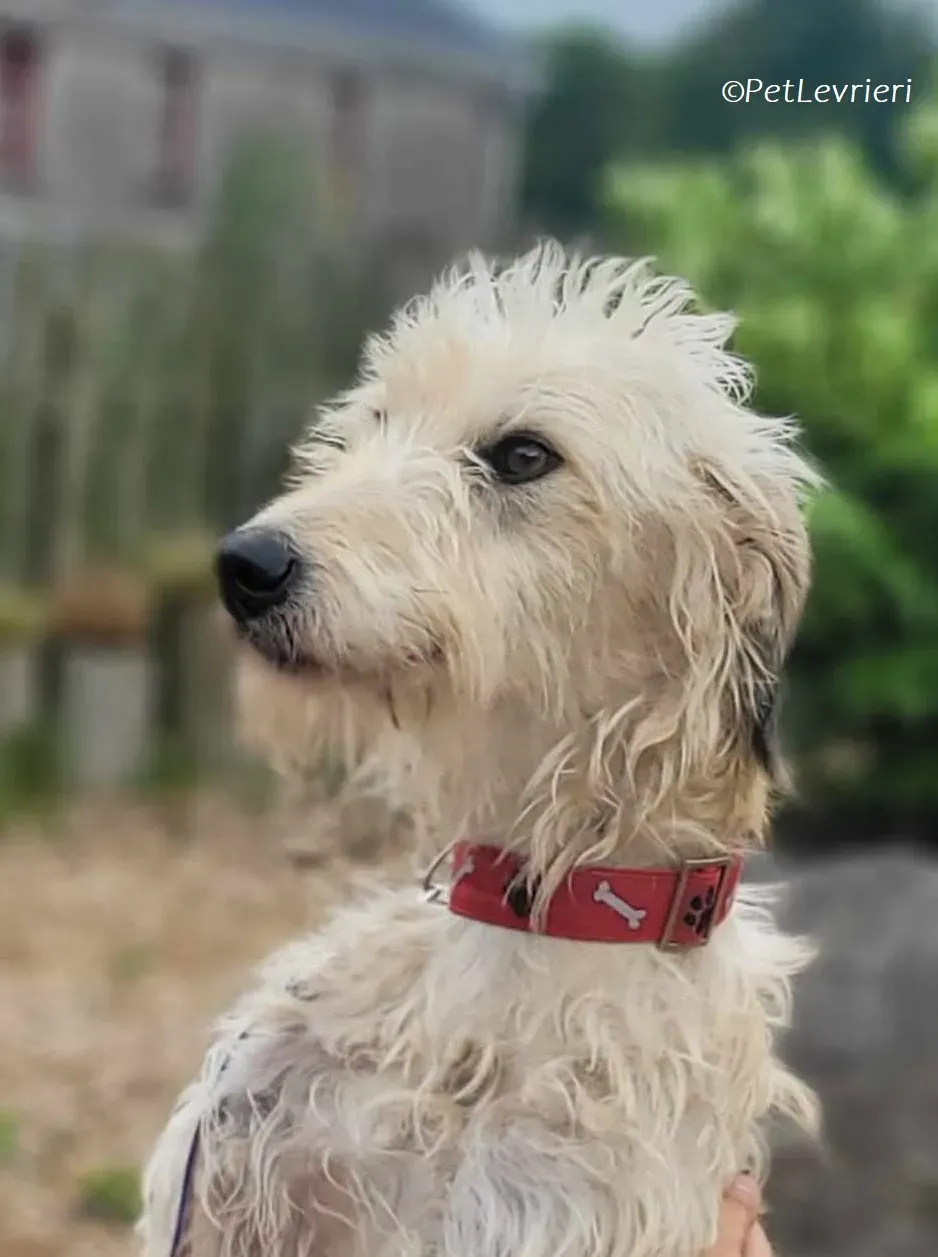 Liga levrieri greyhound 22