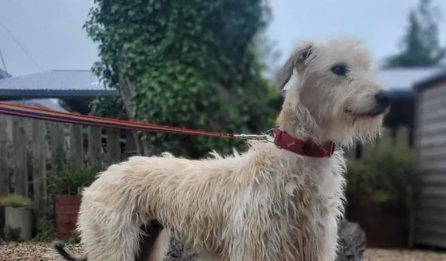 Liga levrieri greyhound 23 e1688540824818