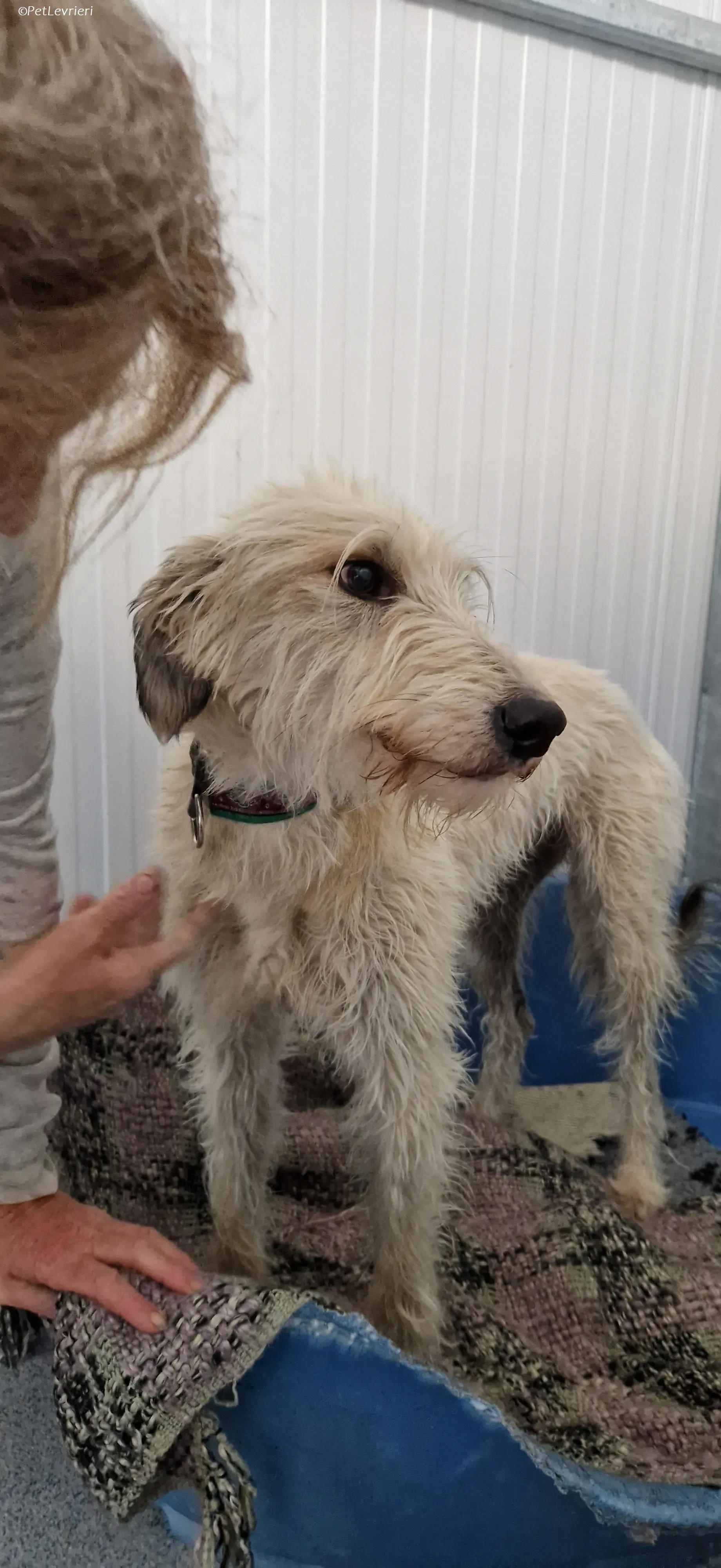 Liga levrieri greyhound 24