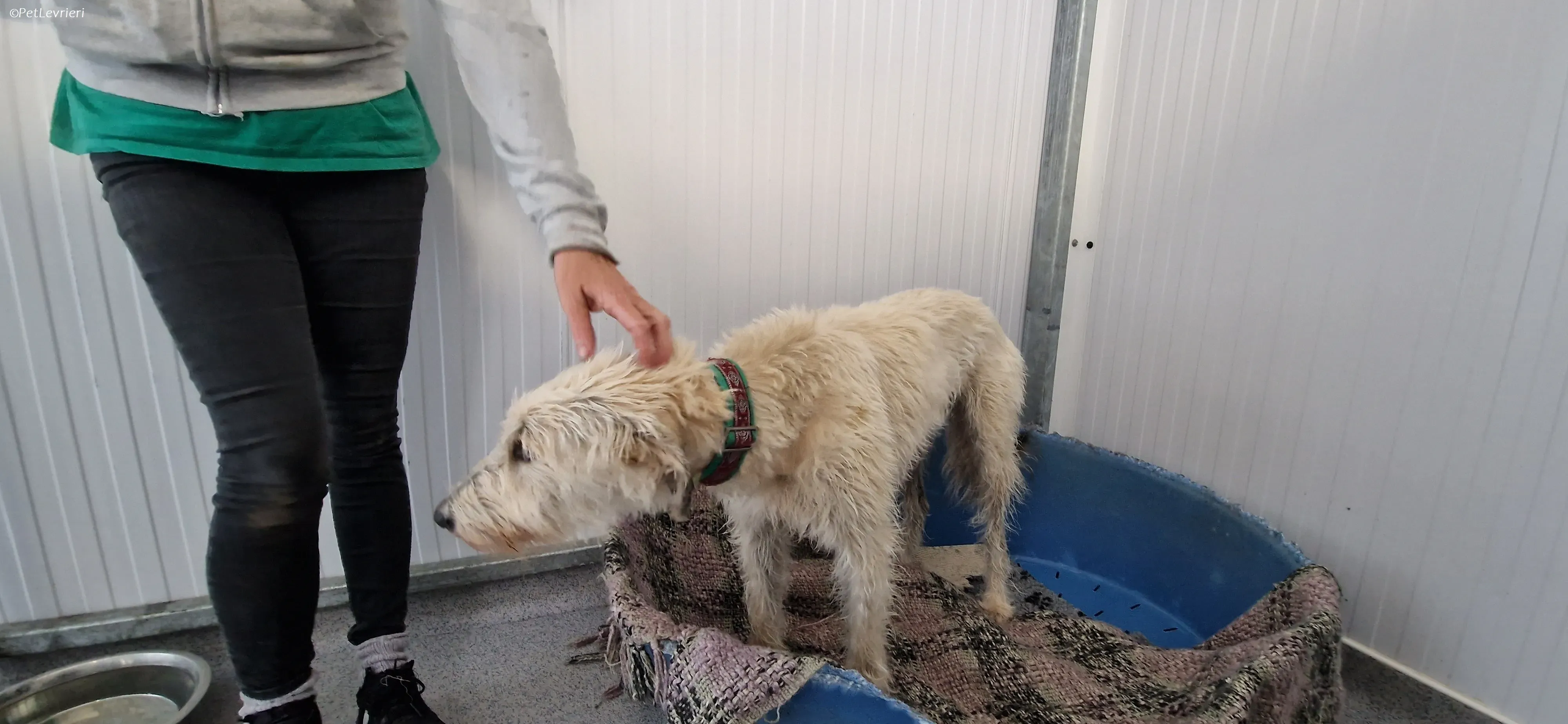 Liga levrieri greyhound 25