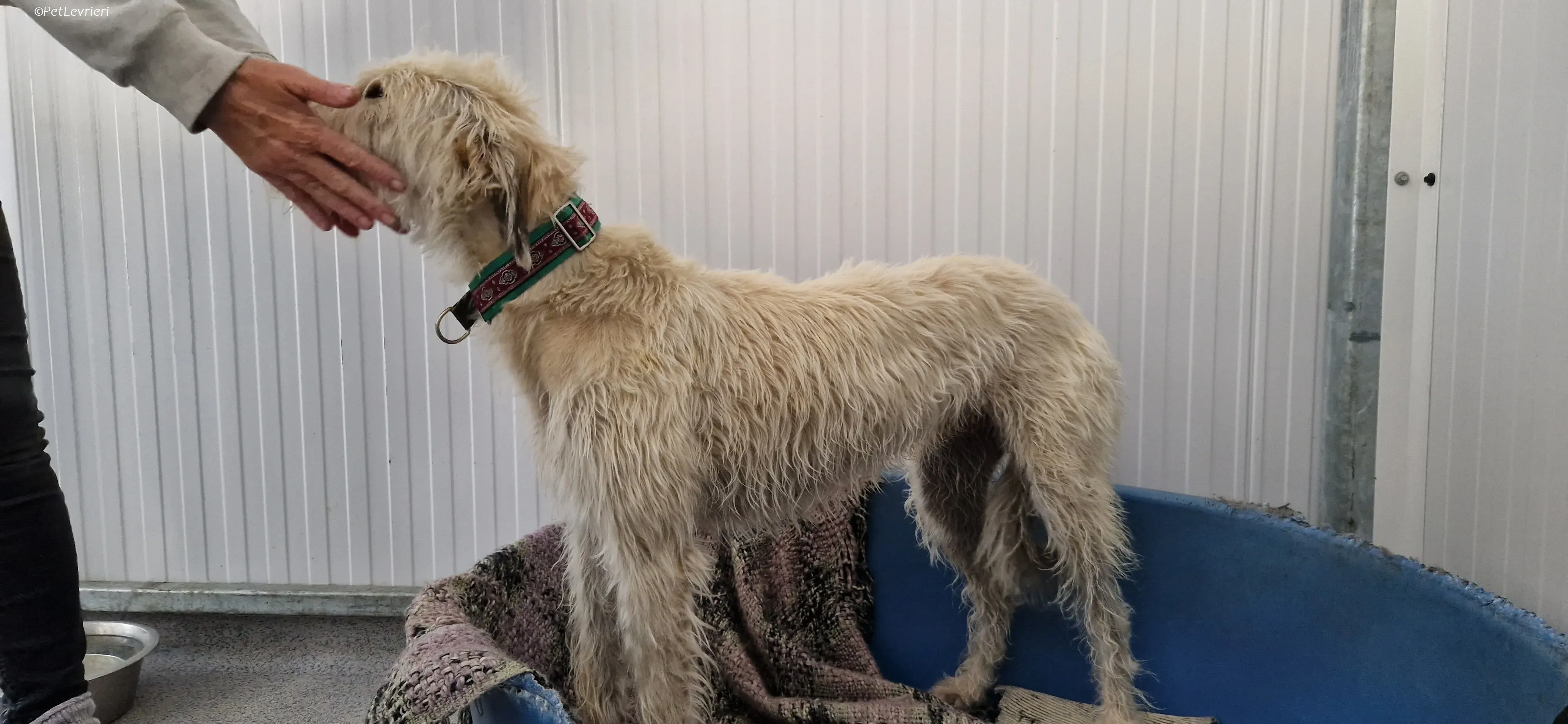 Liga levrieri greyhound 26